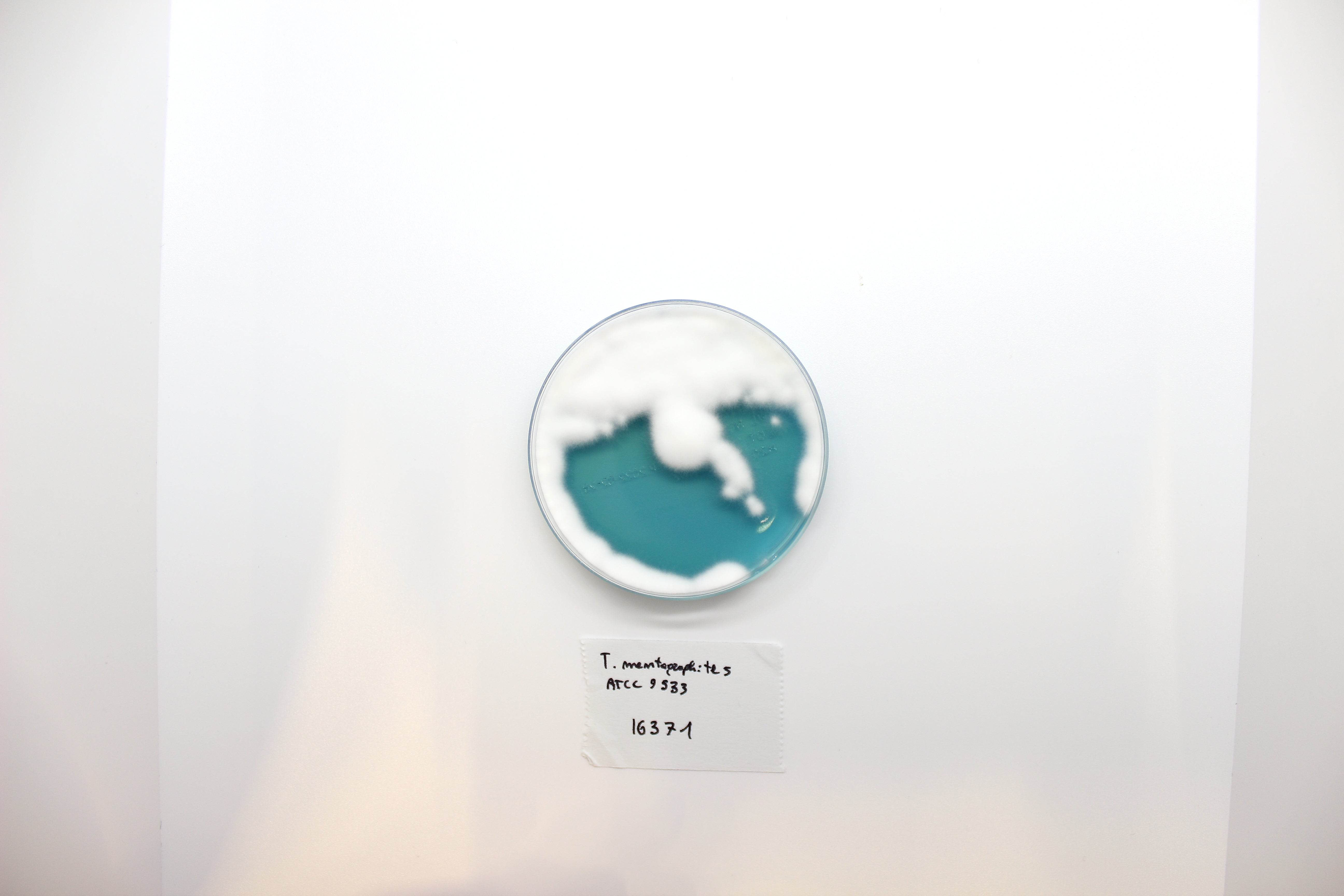 WL NUTRIENT Agar - Kormay Biomedicals store