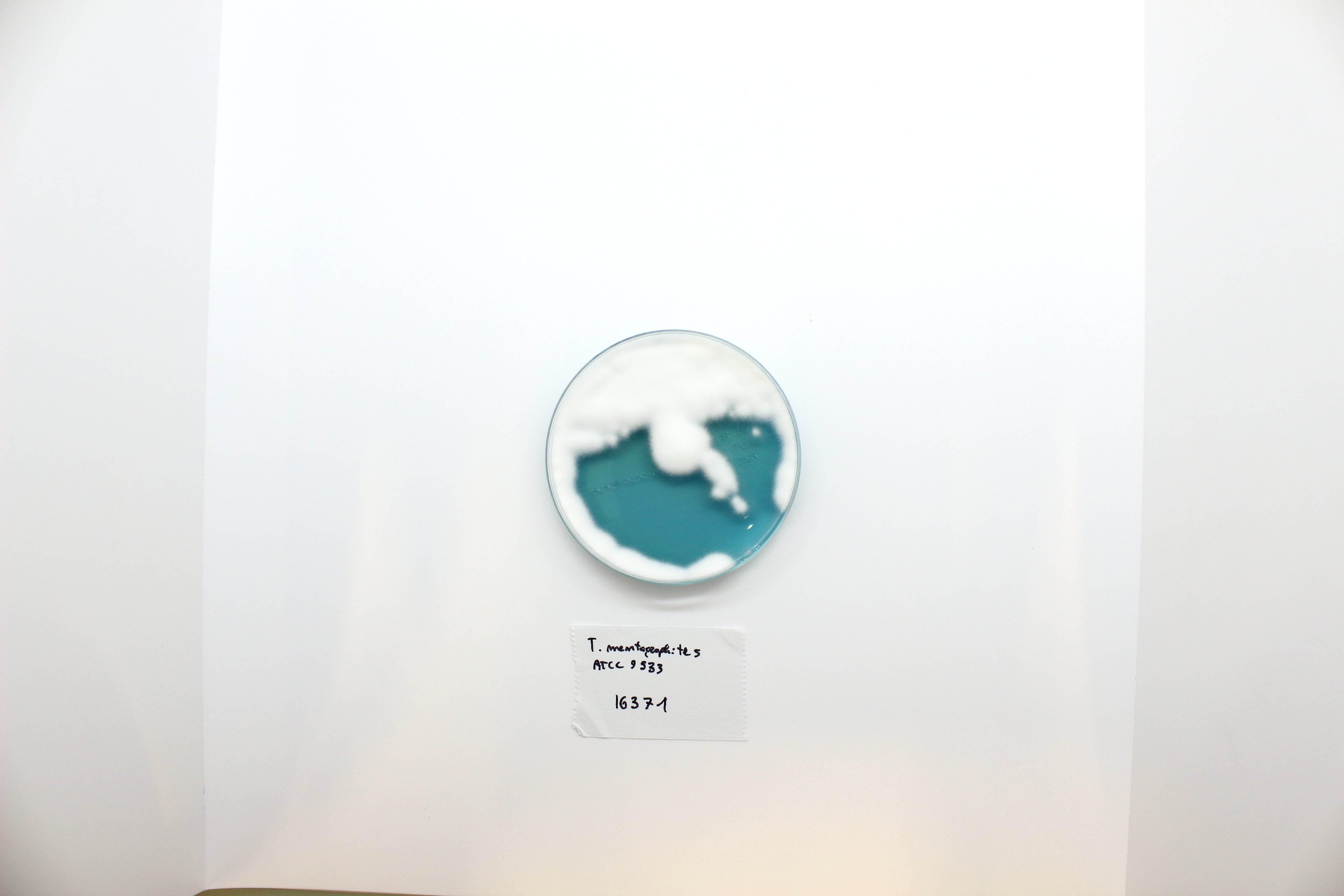 WL NUTRIENT Agar - Kormay Biomedicals store