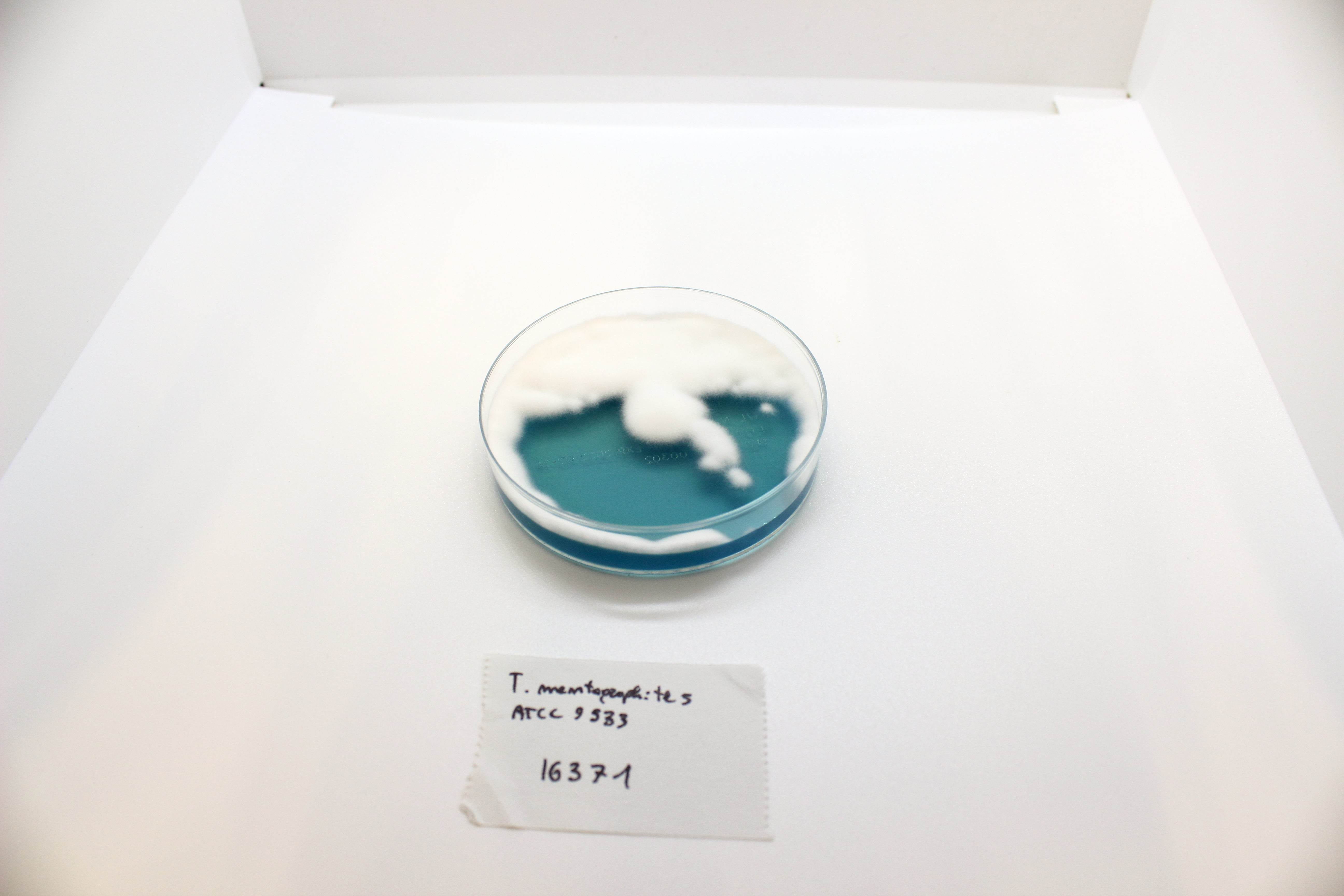 WL NUTRIENT Agar - Kormay Biomedicals store