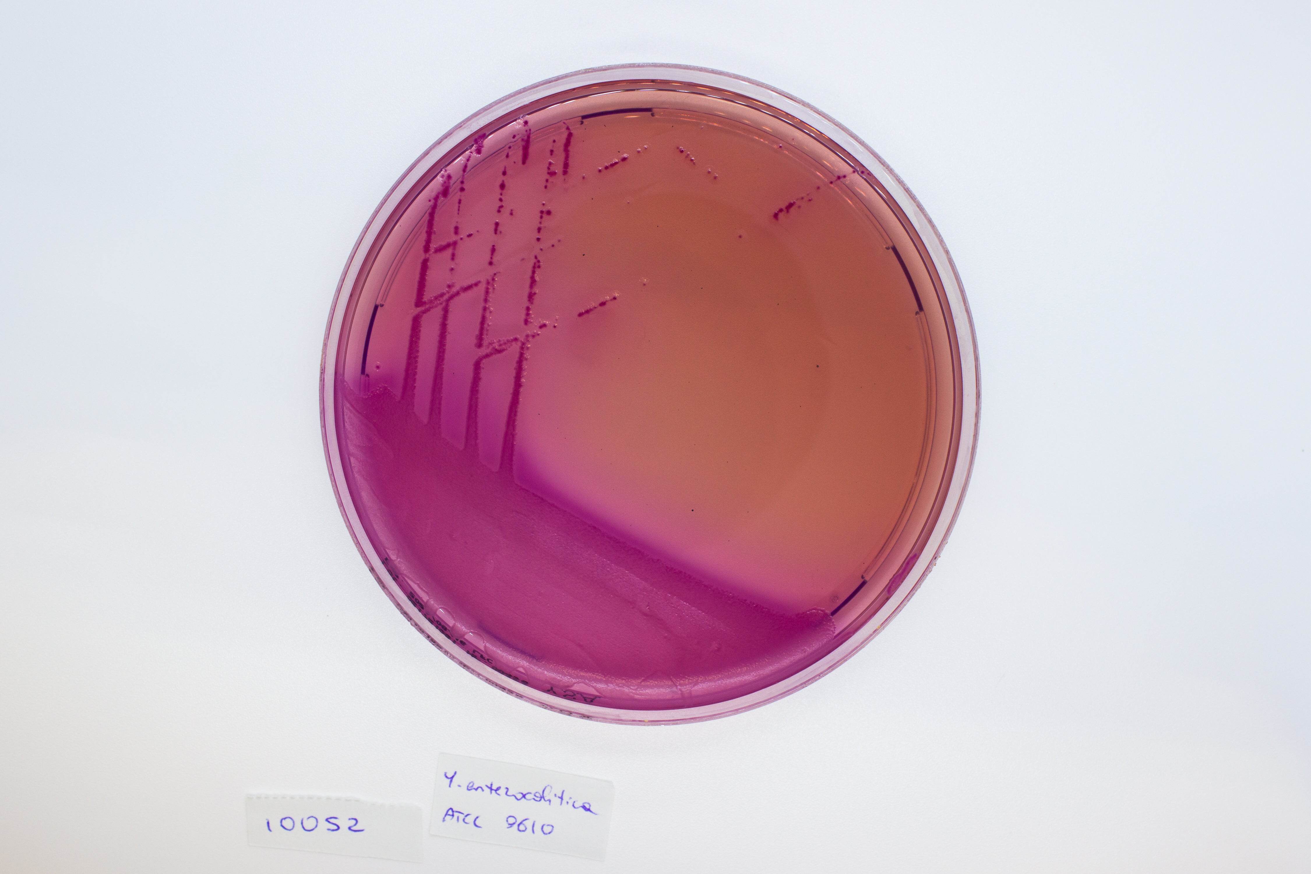 YERSINIA Selective Agar - Kormay Biomedicals store