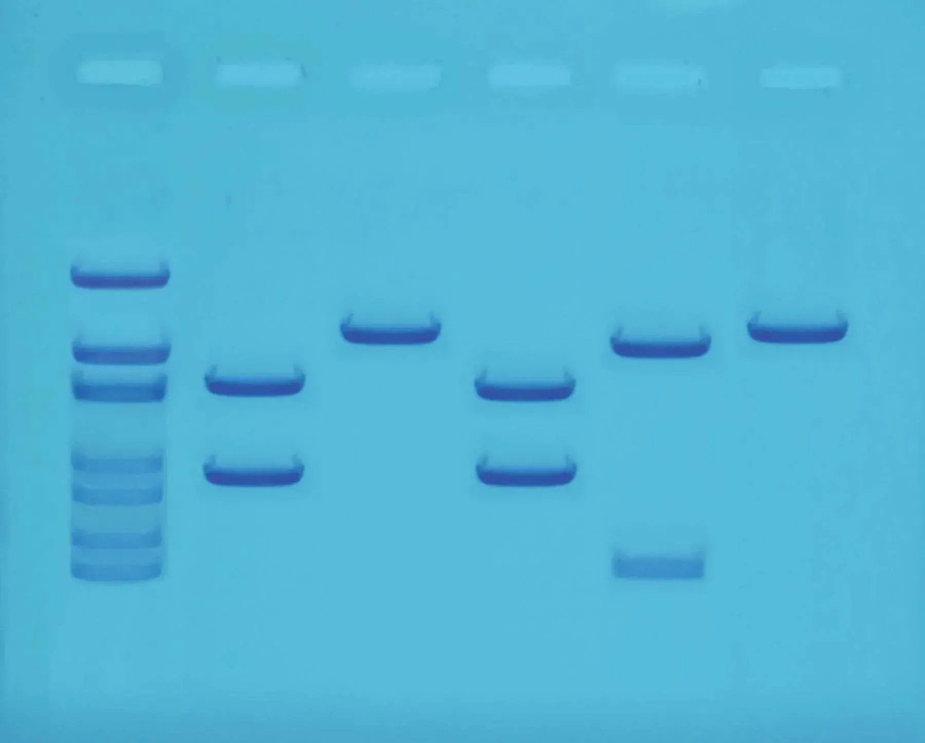 EDVOTEK Biotech Education UNIT A-maizing Editing: Using CRISPR to Improve Crops