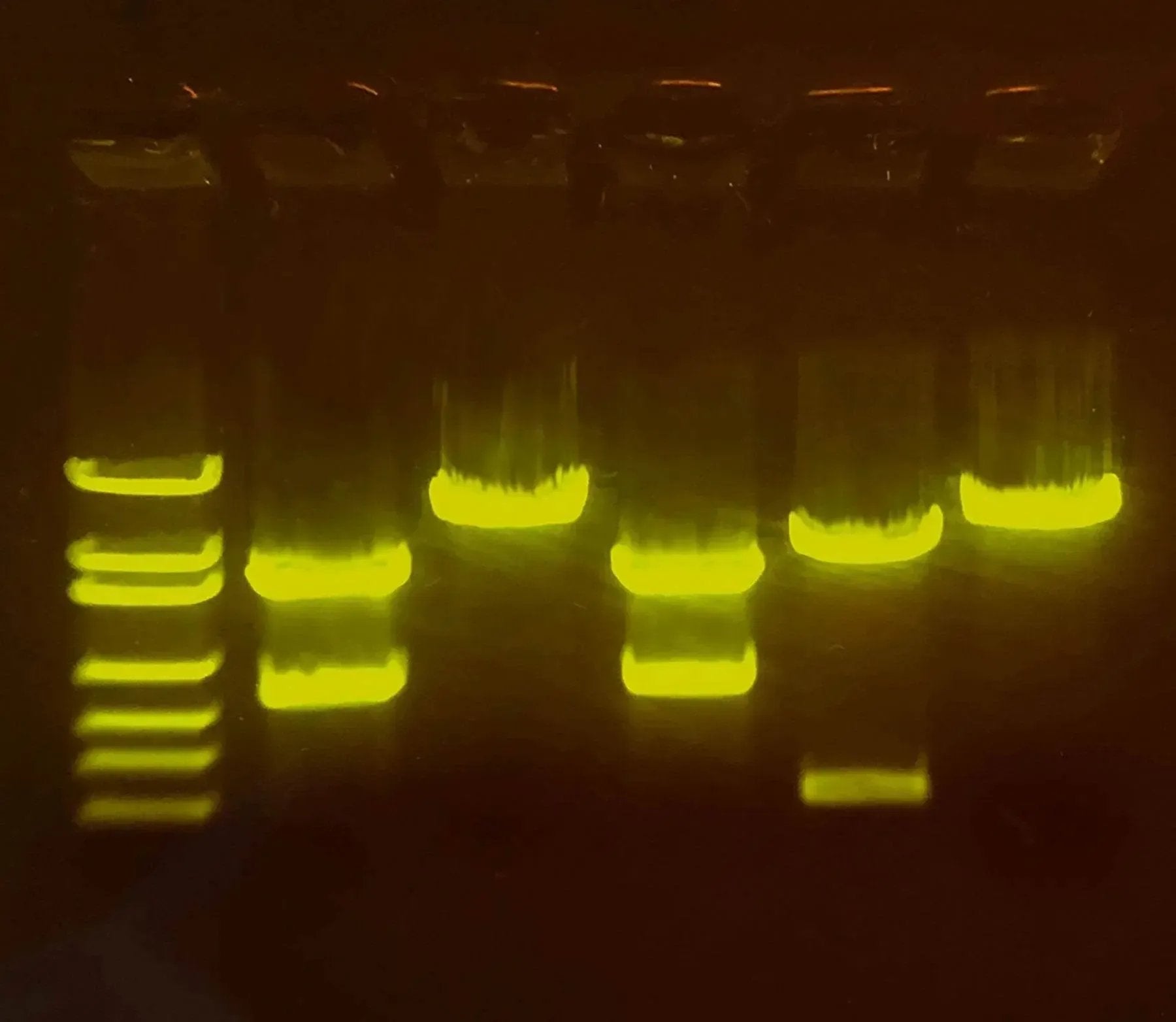 EDVOTEK Biotech Education UNIT A-maizing Editing: Using CRISPR to Improve Crops