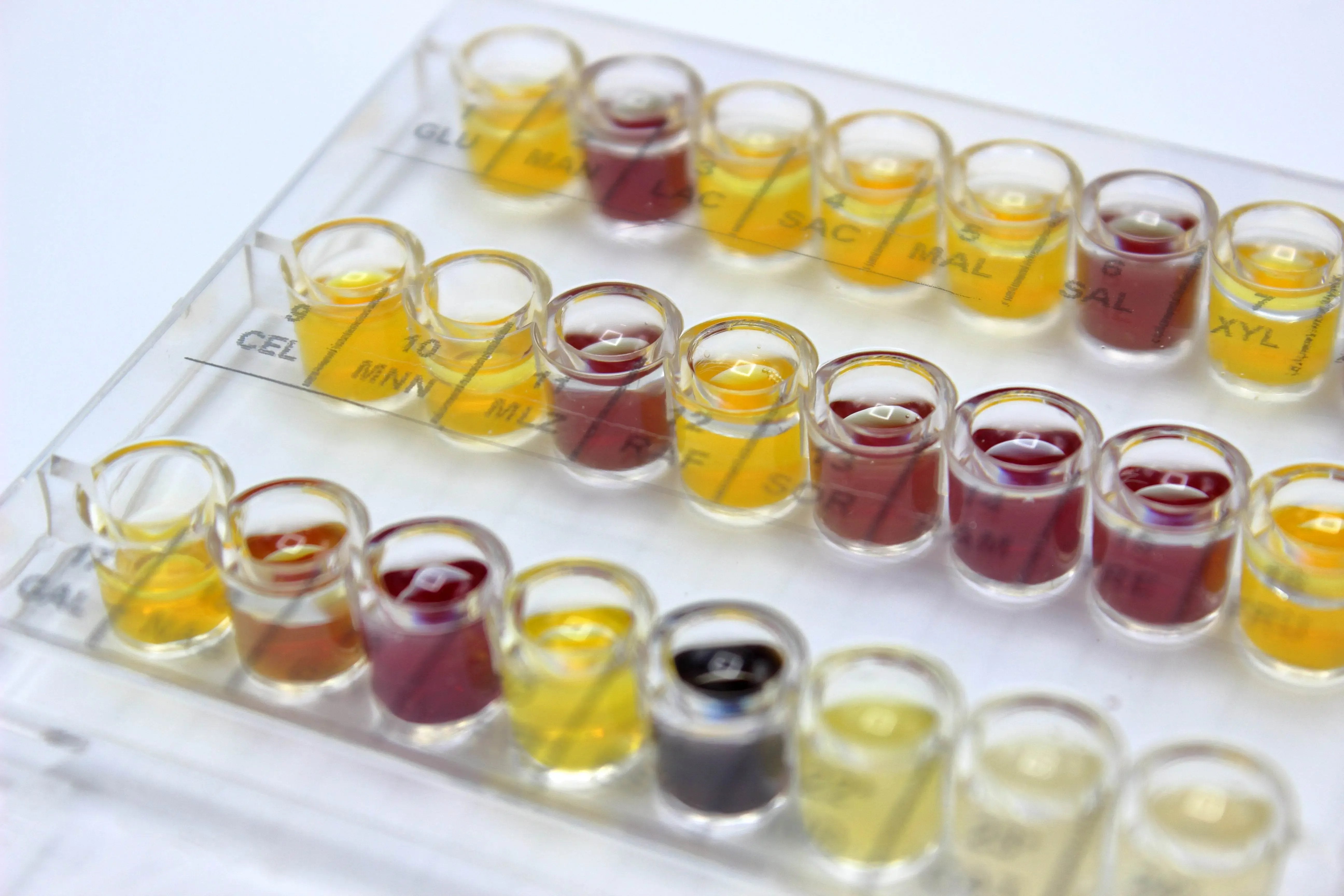 Liofilchem Anaerobe System 71620