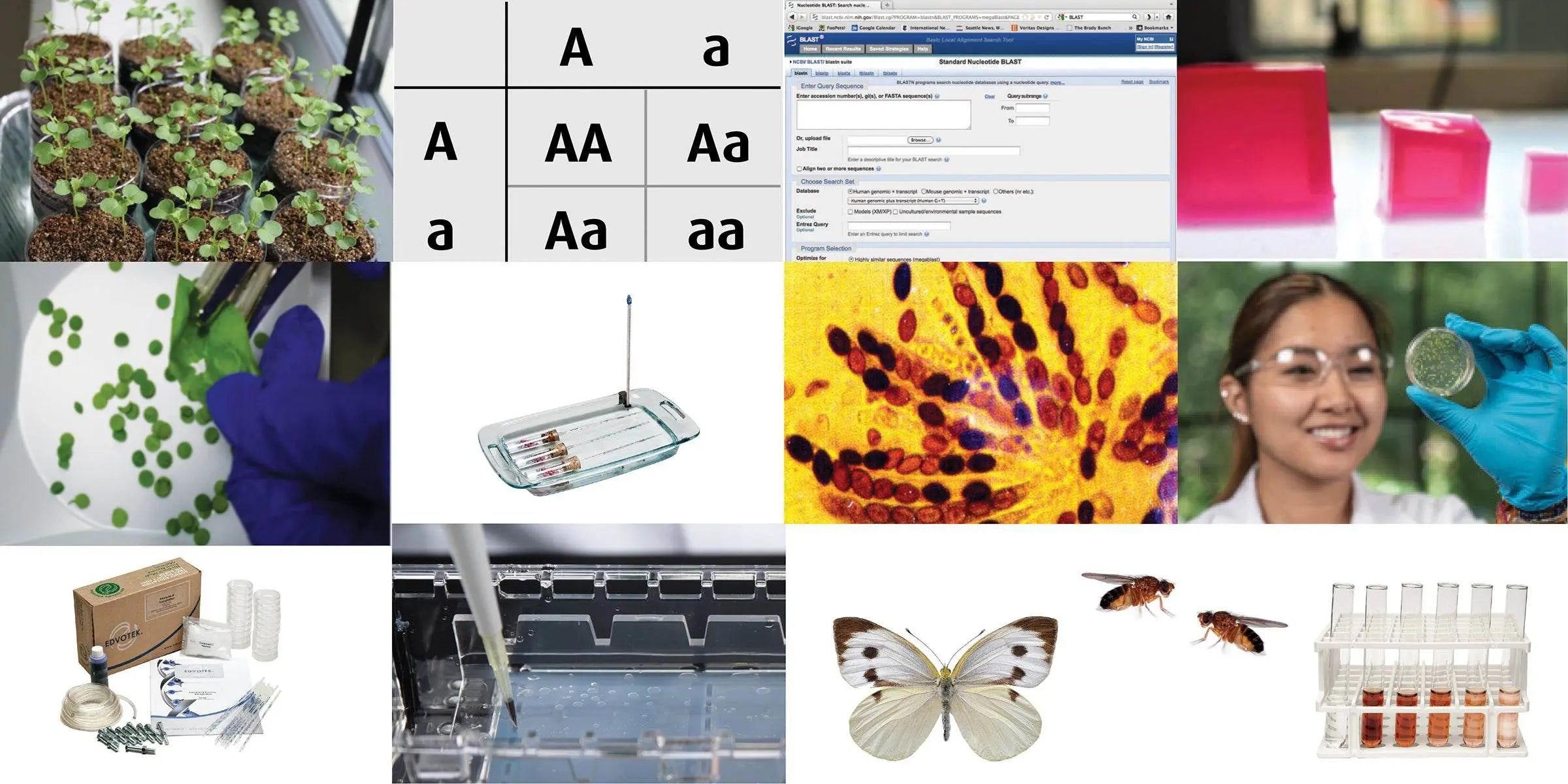 EDVOTEK Biotech Education UNIT AP Biology Package (All 13 Experiments)