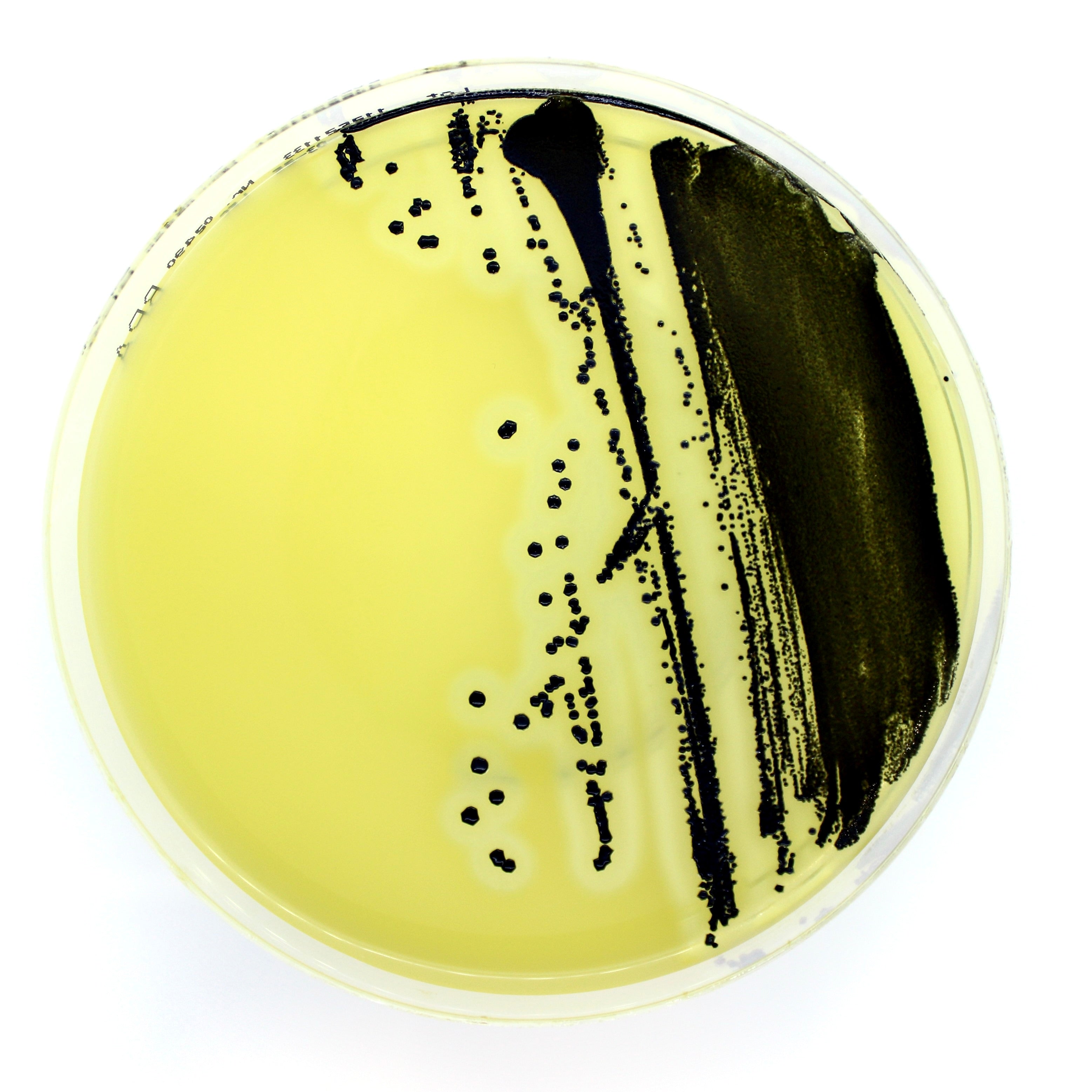 Tryptic Soy Agar (Sheep Blood 5%)   [Unit = 20/pack] image 0