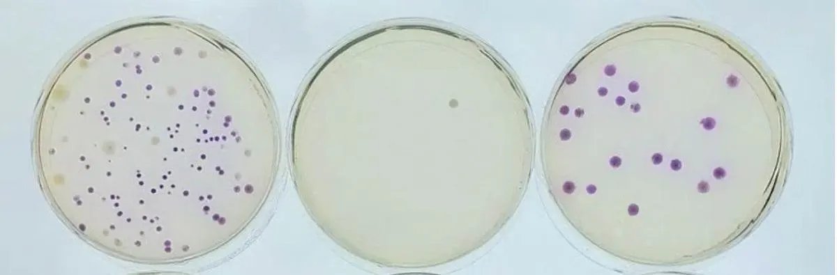EDVOTEK Biotech Education UNIT Battling Bacteria