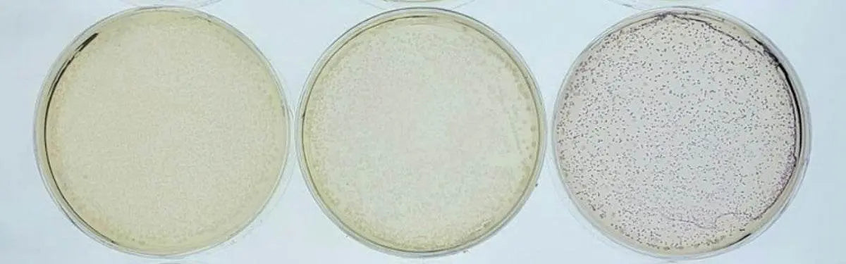 EDVOTEK Biotech Education UNIT Battling Bacteria