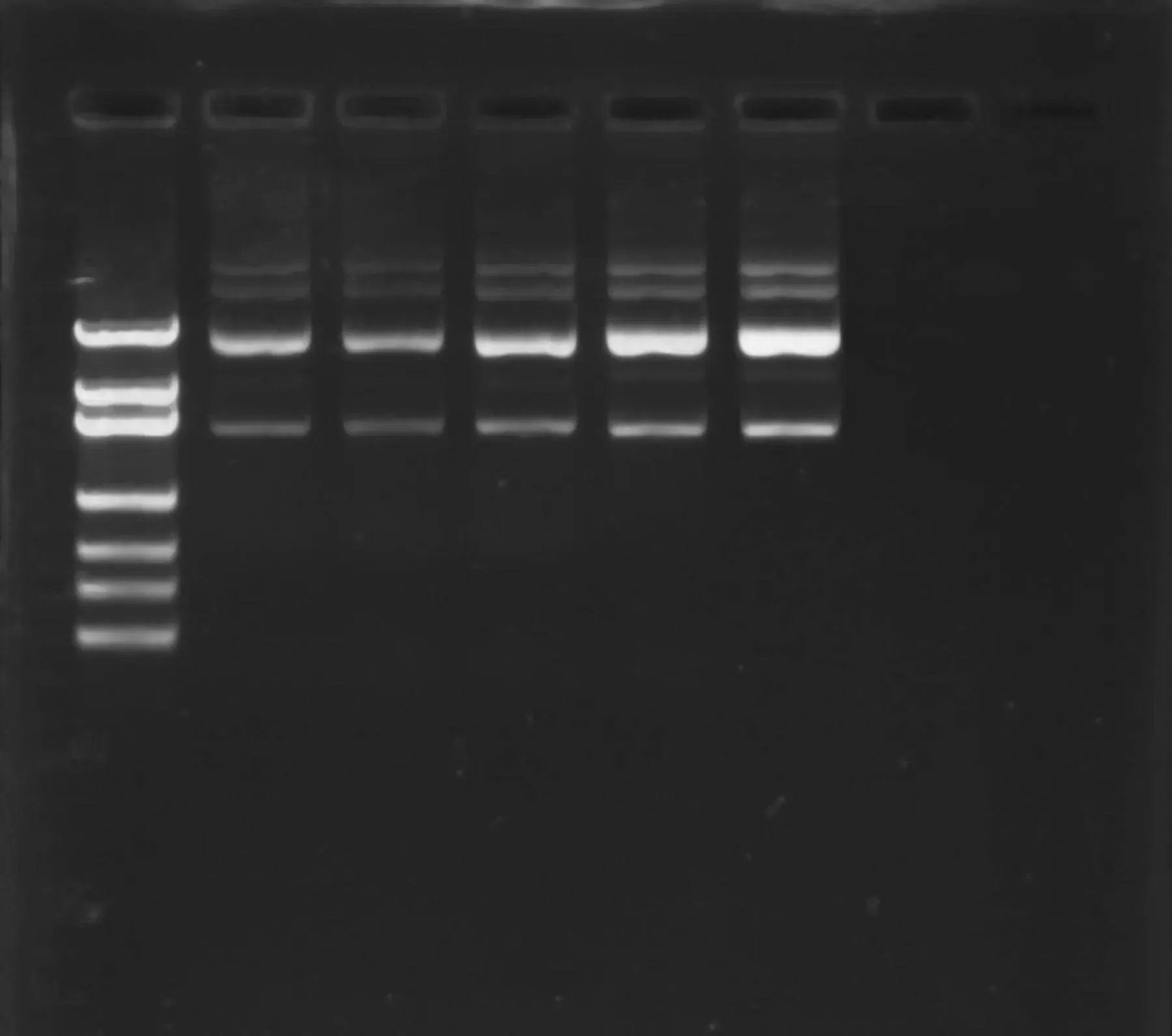 EDVOTEK Biotech Education UNIT Blinded by the Light: UV Rays and DNA Damage