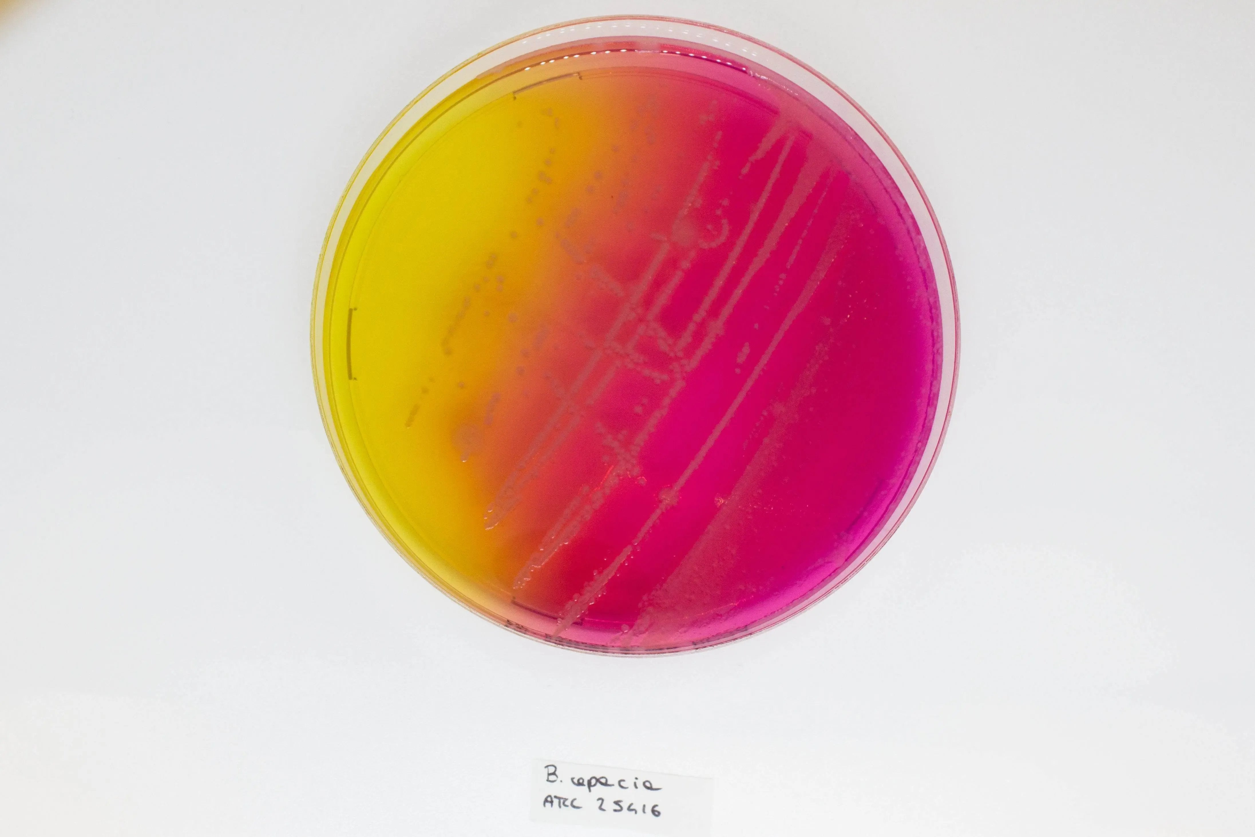 Liofilchem BURKHOLDERIA cepacia Selective Agar(BCSA) Culture Media 11506