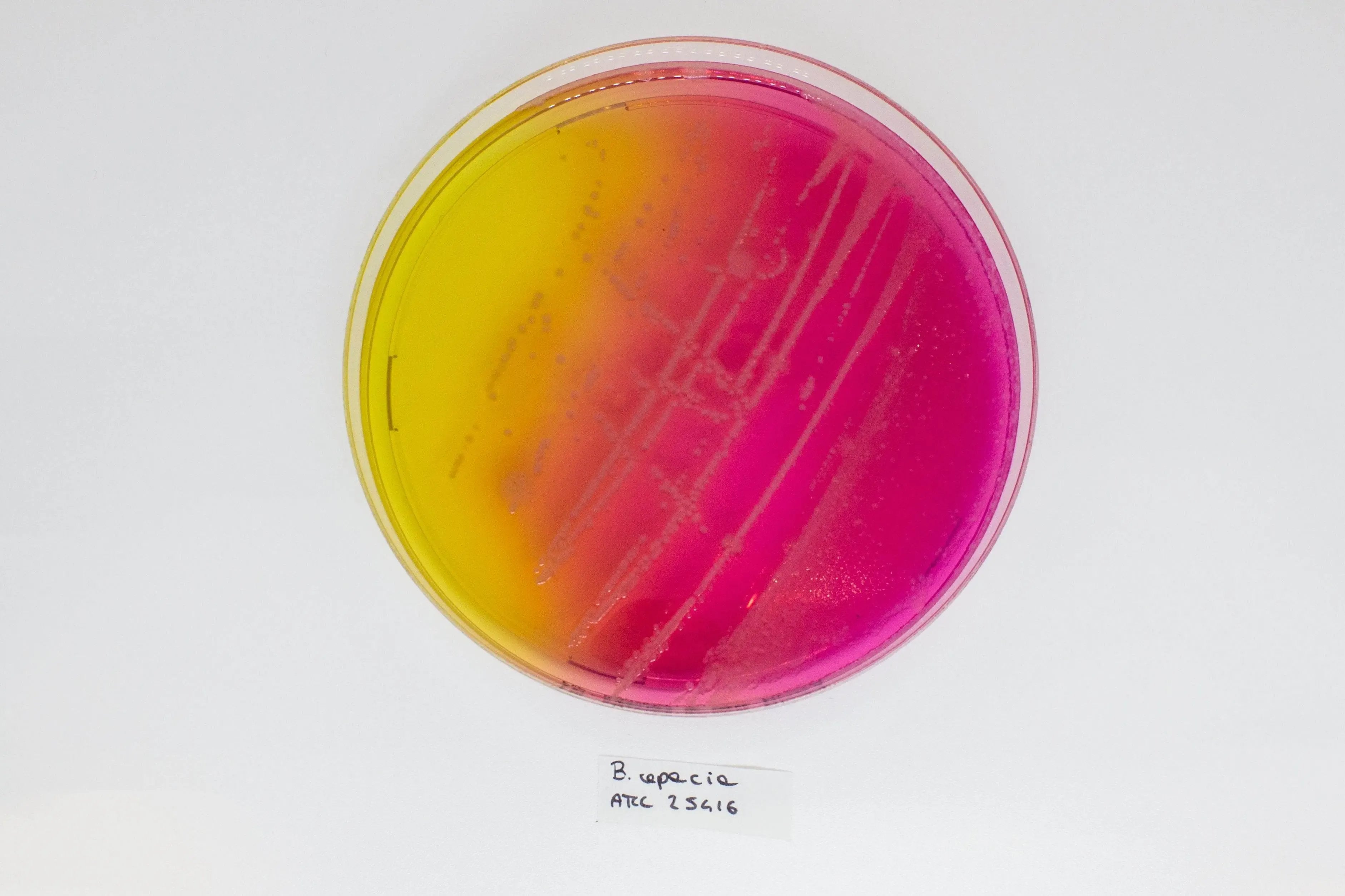 Liofilchem BURKHOLDERIA cepacia Selective Agar(BCSA) Culture Media 11506