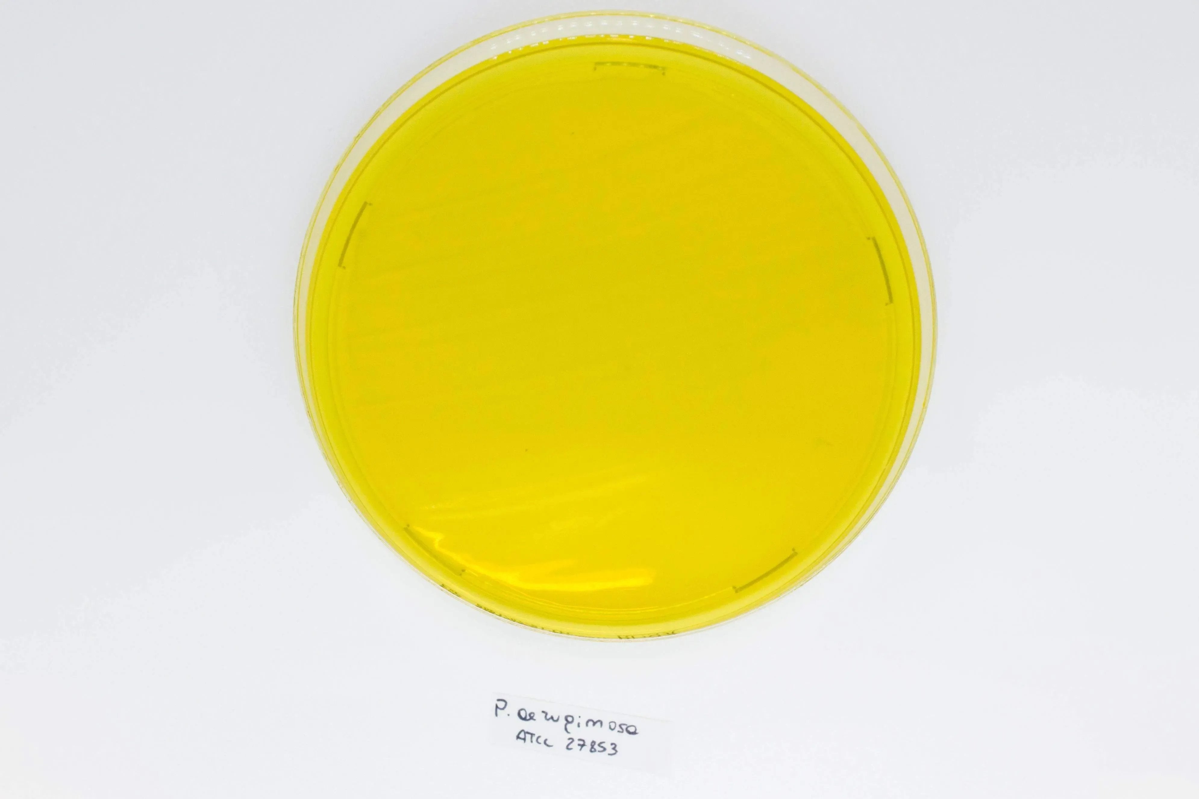 Liofilchem BURKHOLDERIA cepacia Selective Agar(BCSA) Culture Media 11506