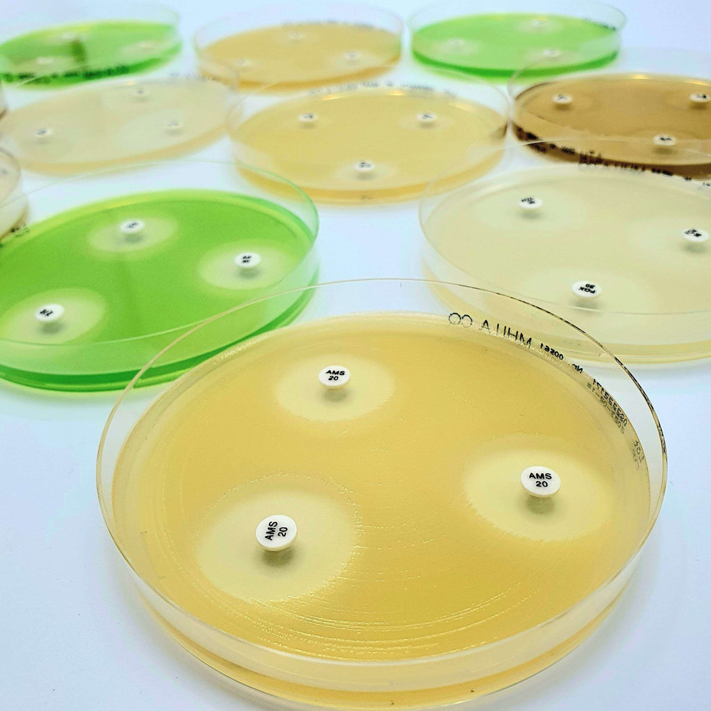 Ast Disc Cefiderocol FDC 30 ug Microbiology AST DISC