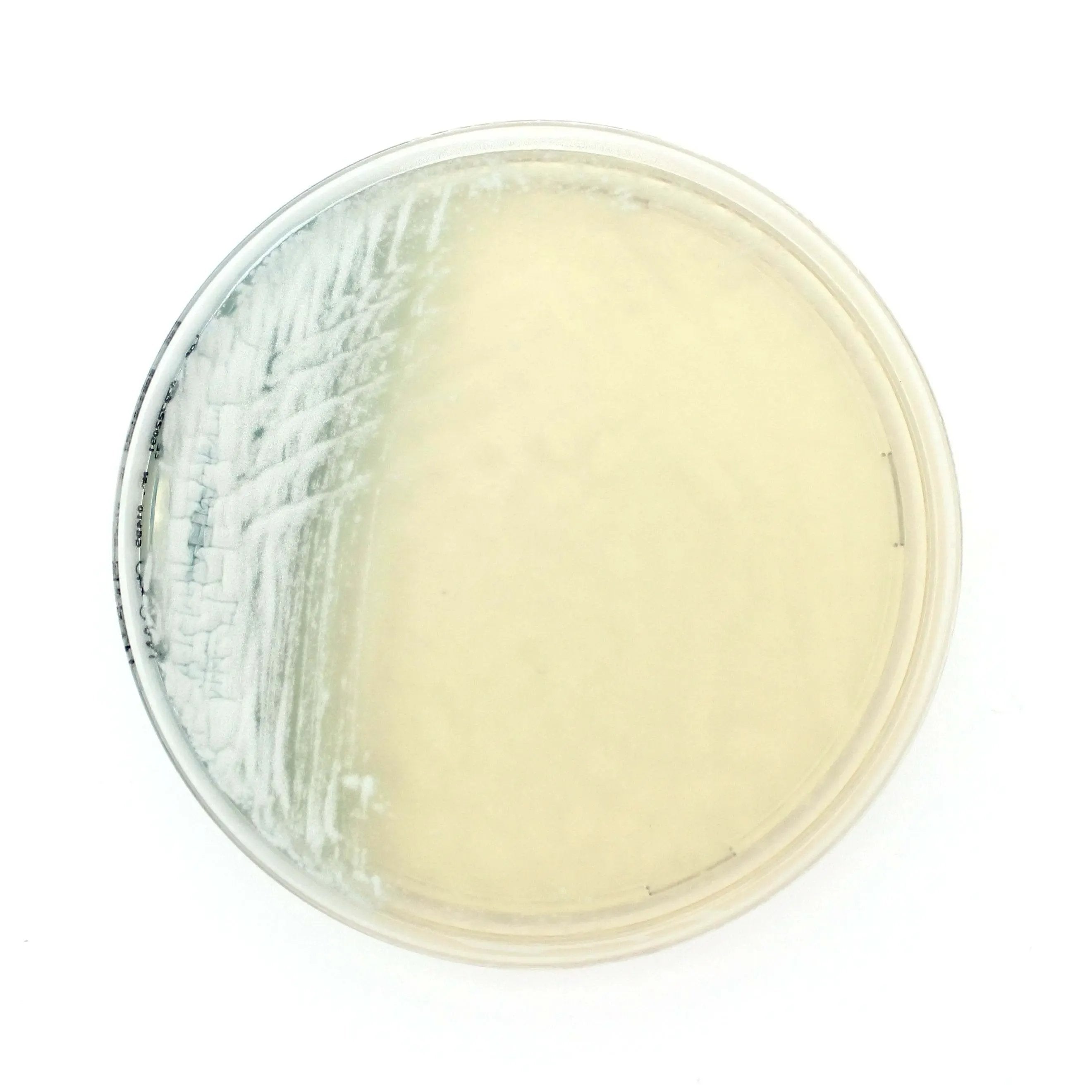 Liofilchem Chromatic Candida 11612