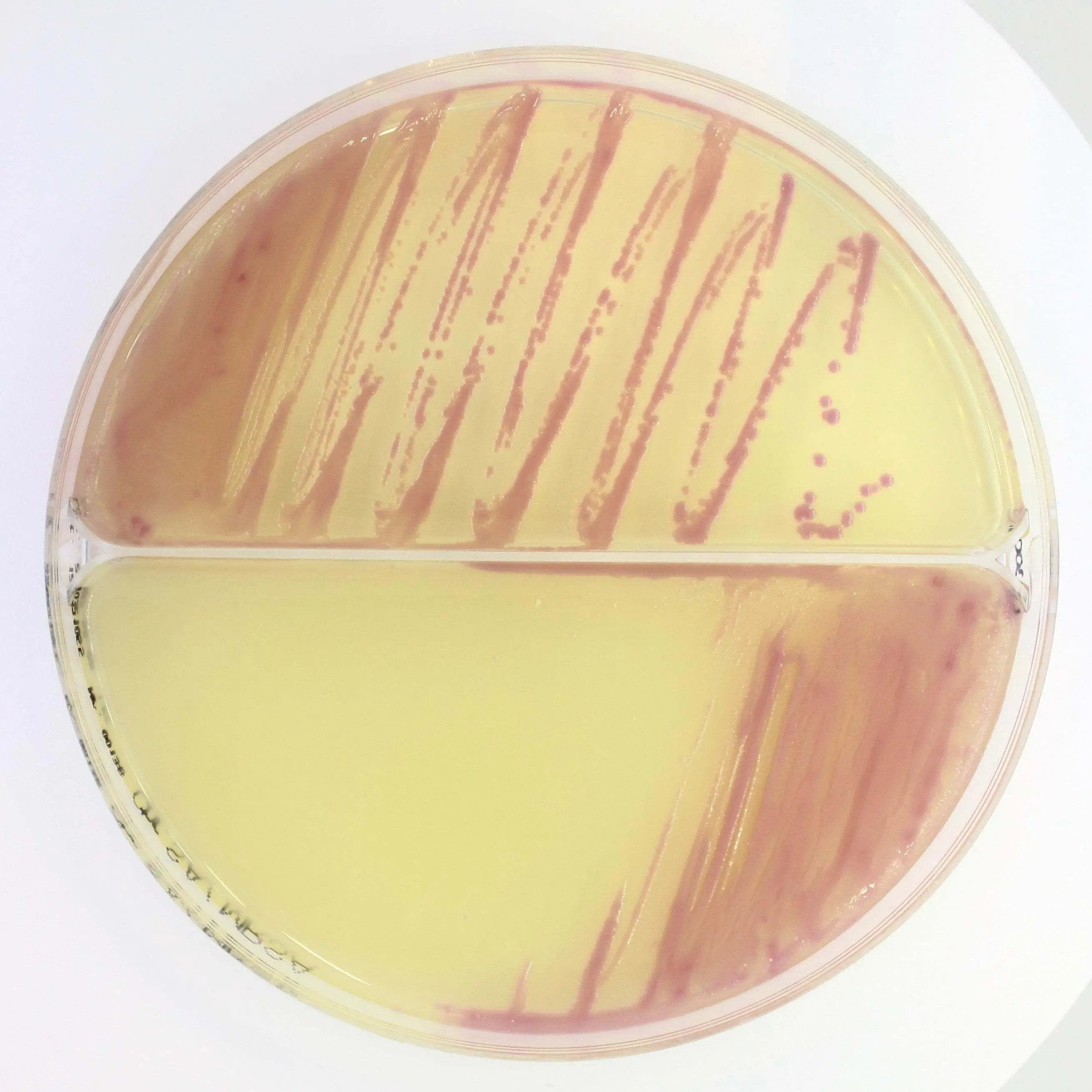 Liofilchem Microbiology 90 mm plates with 2 sectors 20/pack Chromatic STAPH AUREUS/ MRSA - For Microbiology Lab Testing