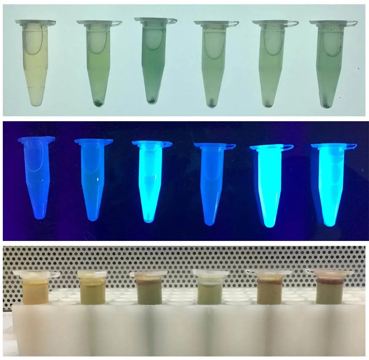 EDVOTEK Biotech Education UNIT Chromogenic Analysis of Water Contaminants