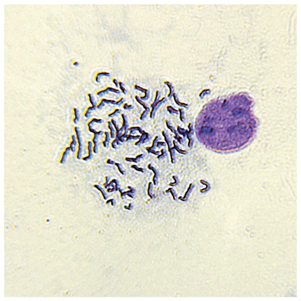 EDVOTEK Biotech Education UNIT Chromosome Spread (Pre-fixed Slides)