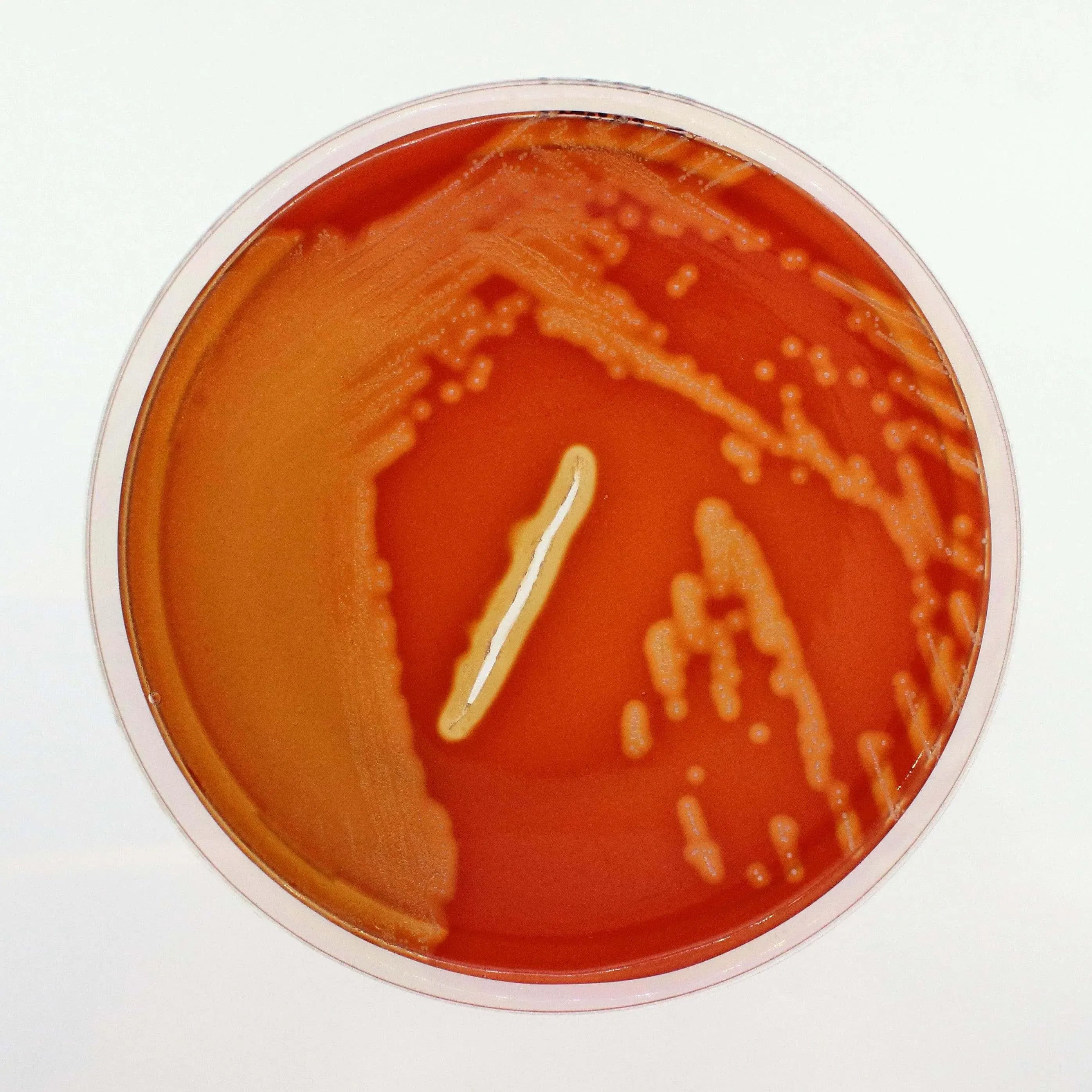 Liofilchem Columbia Agar (Sheep Blood 5%) Culture Media 11025*