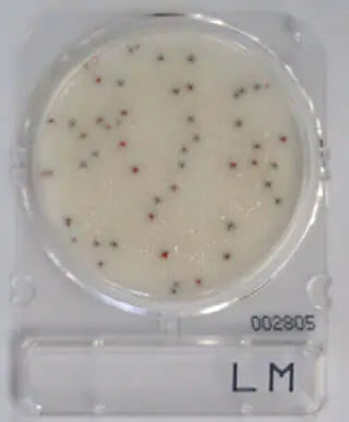 Kormay Biomedicals store Easy Plate UNIT Compact Dry LM