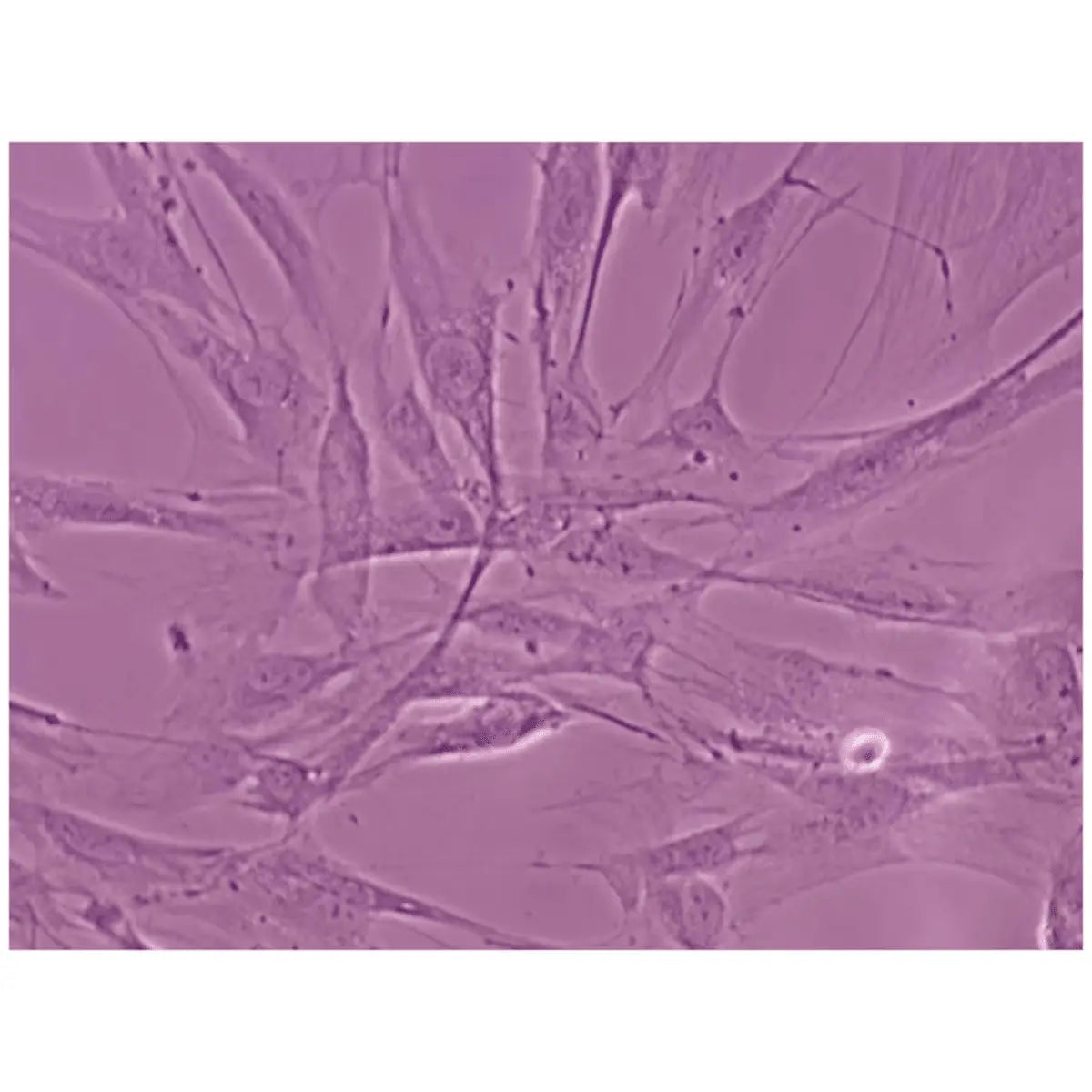 EDVOTEK Biotech Education UNIT Comparison of Various Mammalian Cell Types