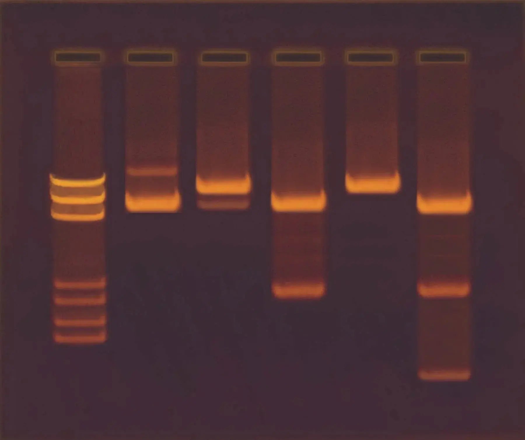 EDVOTEK Biotech Education UNIT Construction and Cloning of a DNA Recombinant
