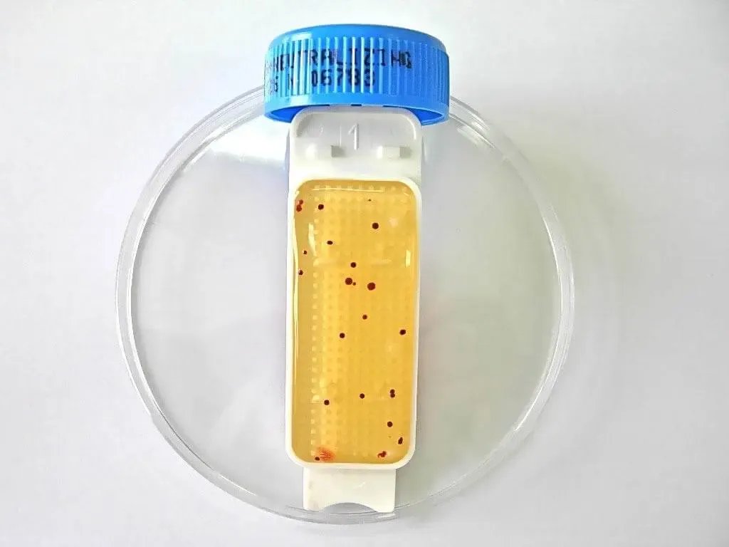 Liofilchem Contact Slide 1 53526