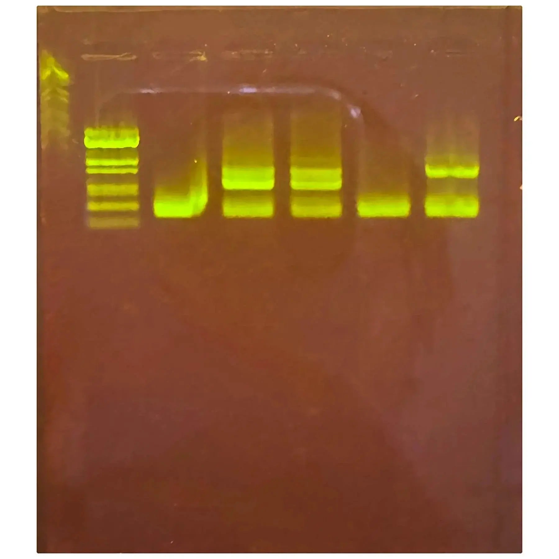EDVOTEK Biotech Education UNIT Detecting COVID-19 Using Reverse-Transcription PCR (RT-PCR)