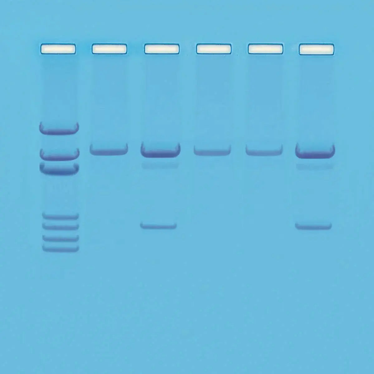 EDVOTEK Biotech Education UNIT Detection of Genetically Modified Orgnaisms