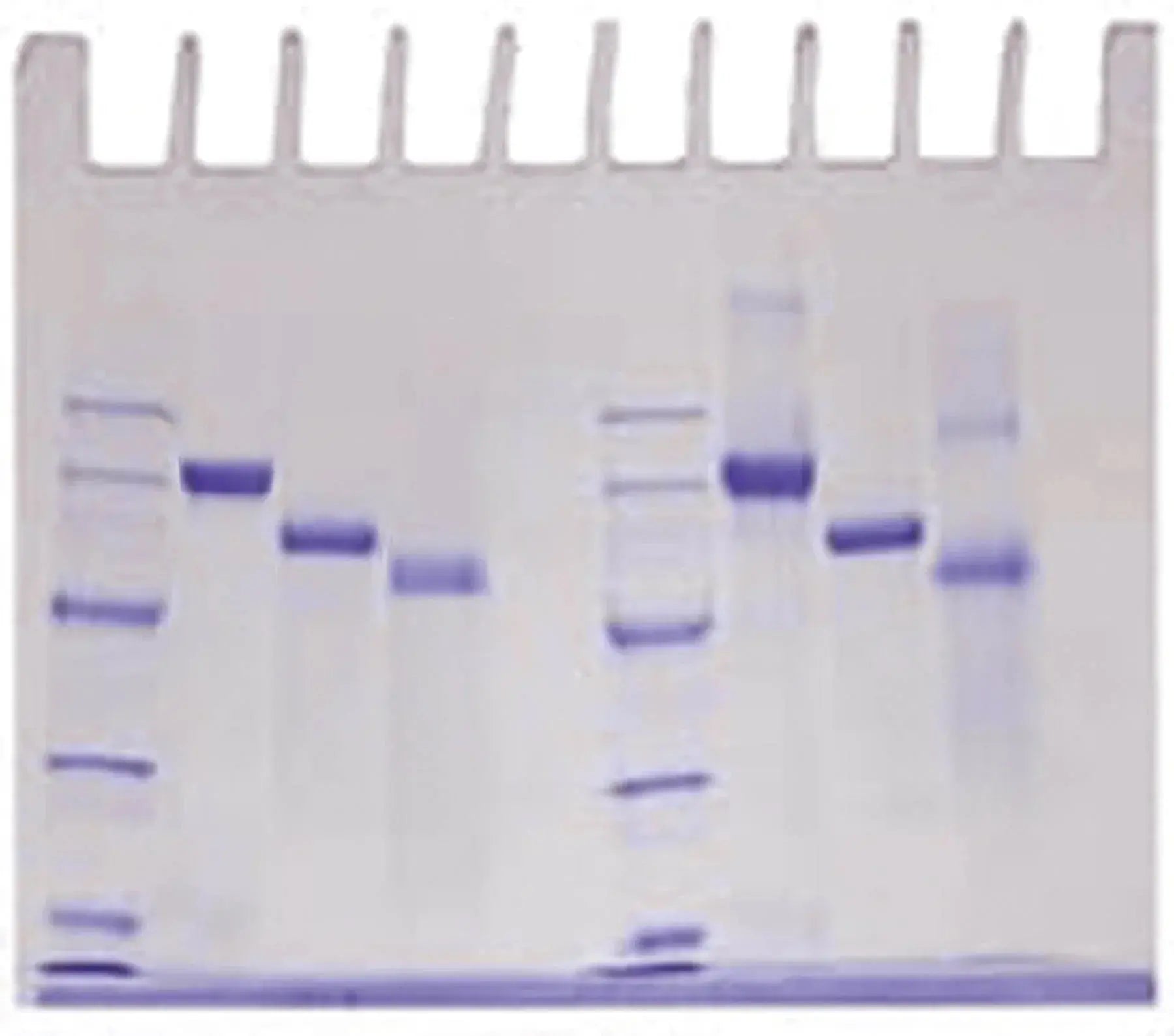 EDVOTEK Biotech Education UNIT Determination of Protein Molecular Weight