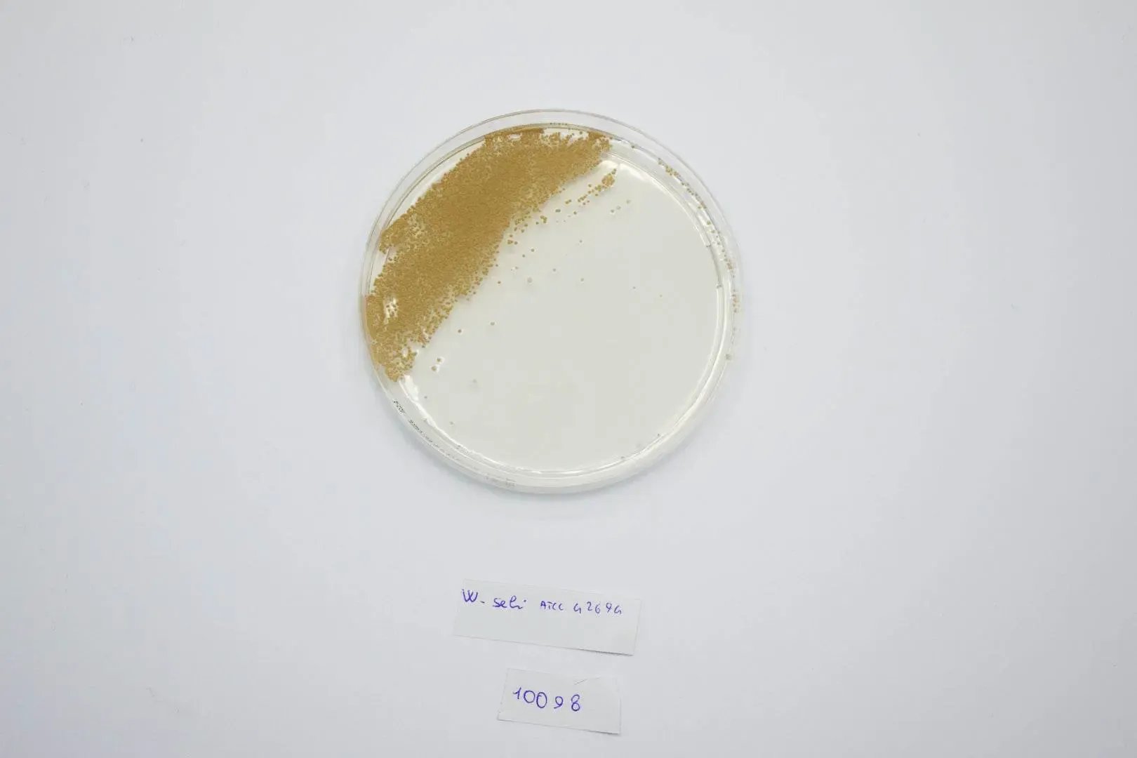 Liofilchem Dichloran Glycerol (DG18) Agar Culture Media 10098