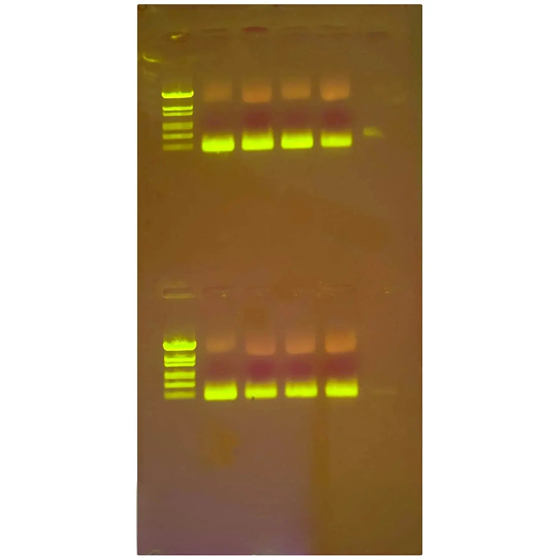 EDVOTEK Biotech Education UNIT Discovering Quantitative PCR Amplification and Analysis