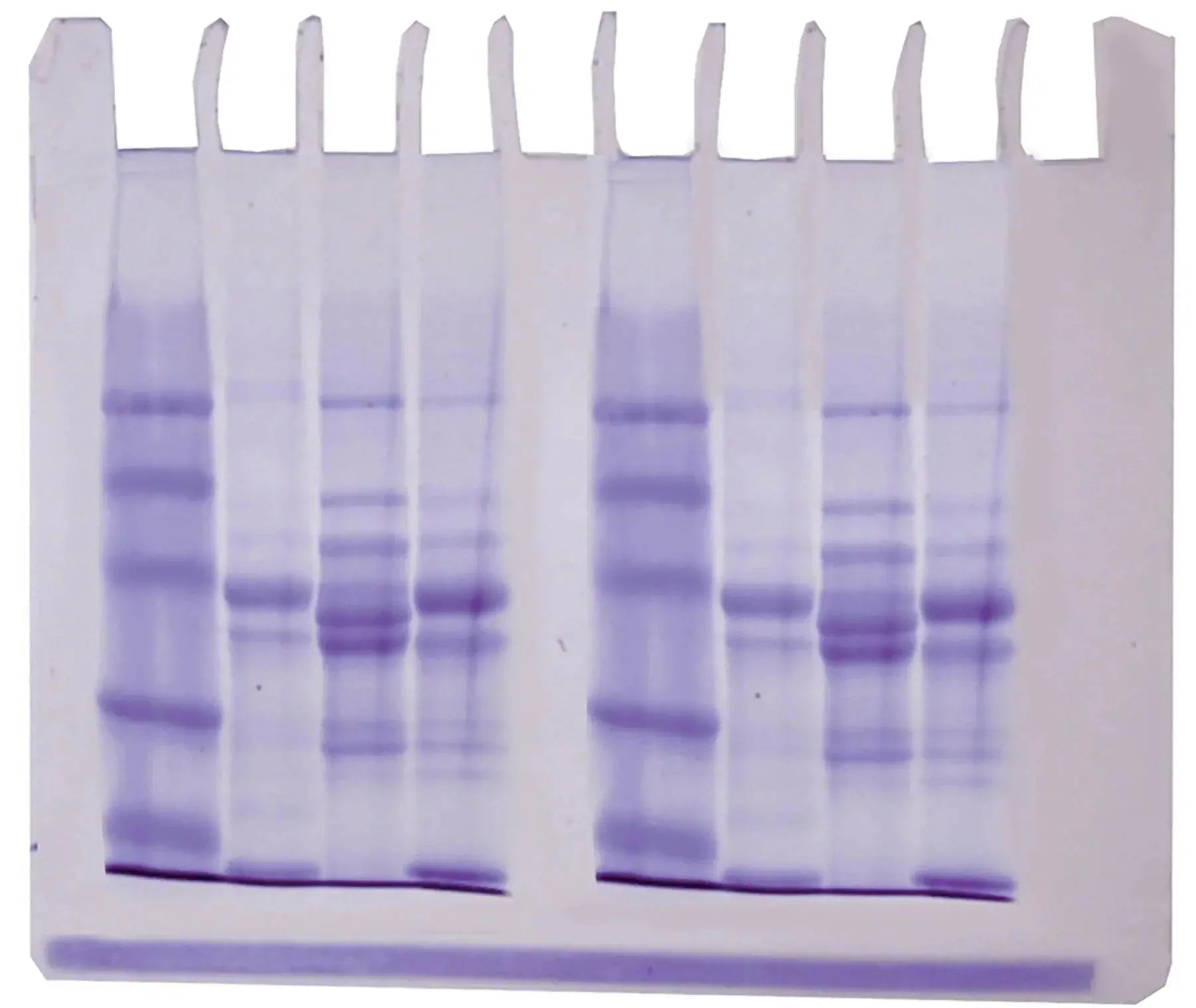 EDVOTEK Biotech Education UNIT Diversity of Fish Proteins