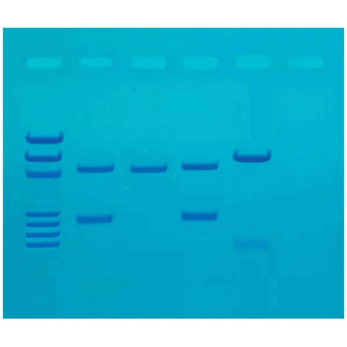 EDVOTEK Biotech Education UNIT DNA Fingerprinting by PCR Amplification