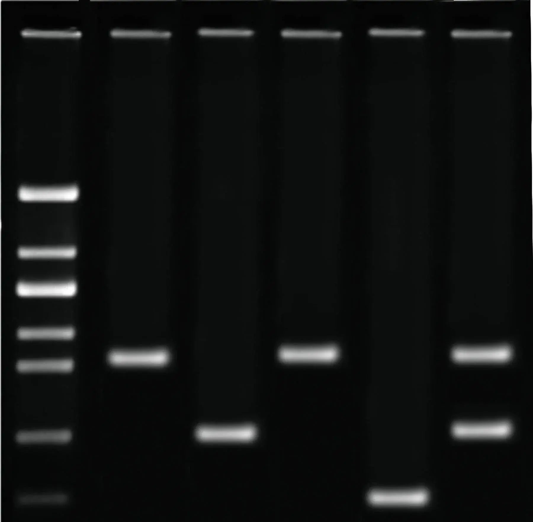EDVOTEK Biotech Education UNIT DNA Fingerprinting Using PCR