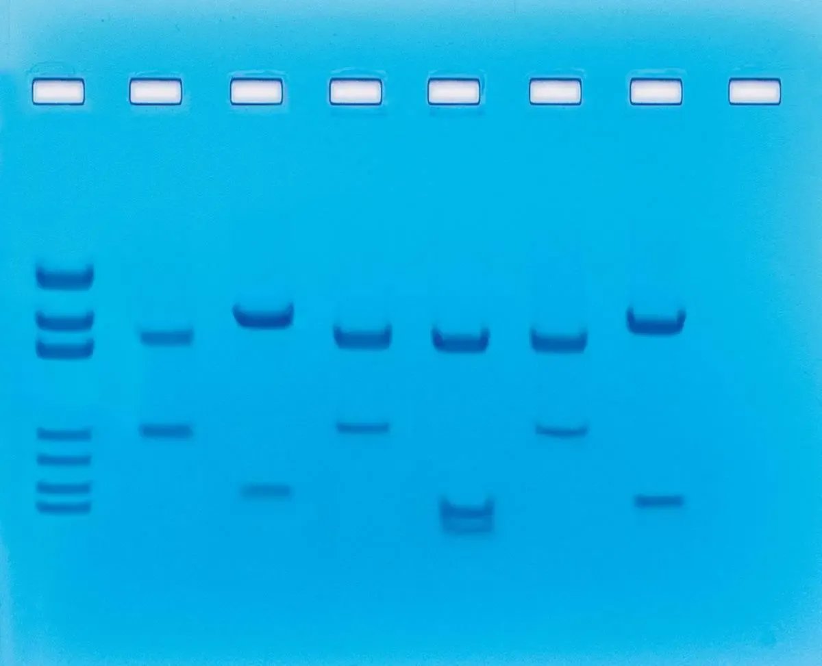 EDVOTEK Biotech Education UNIT DNA Fingerprinting - Using Restriction Enzymes