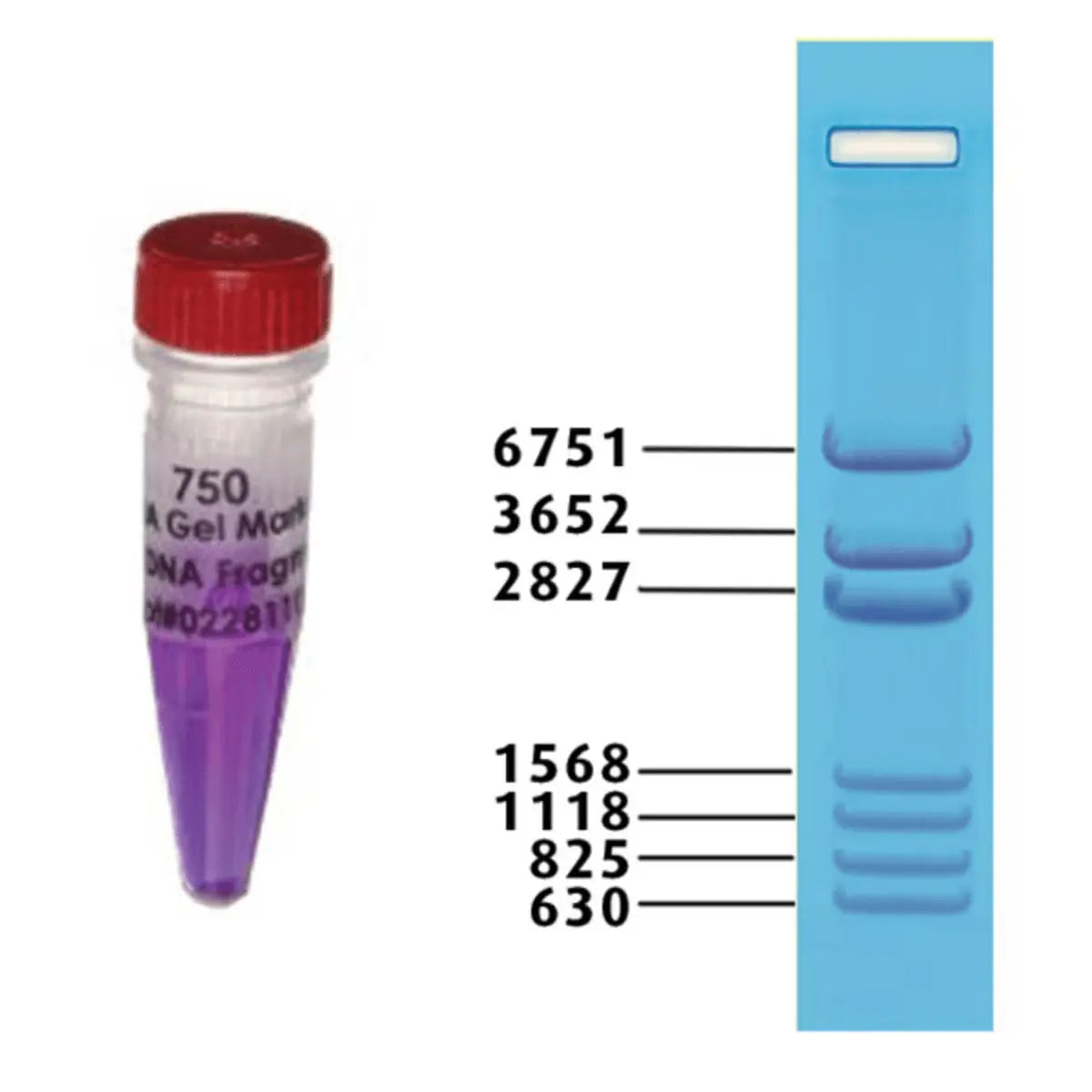 EDVOTEK Biotech Education UNIT DNA Gel Markers: Standard DNA Fragments