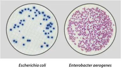 Liofilchem Easy Dry Chromatic Coliform ISO 87500