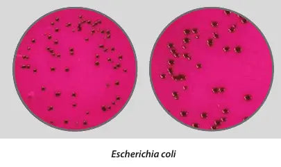 Liofilchem Easy Dry m-Endo LES 87504