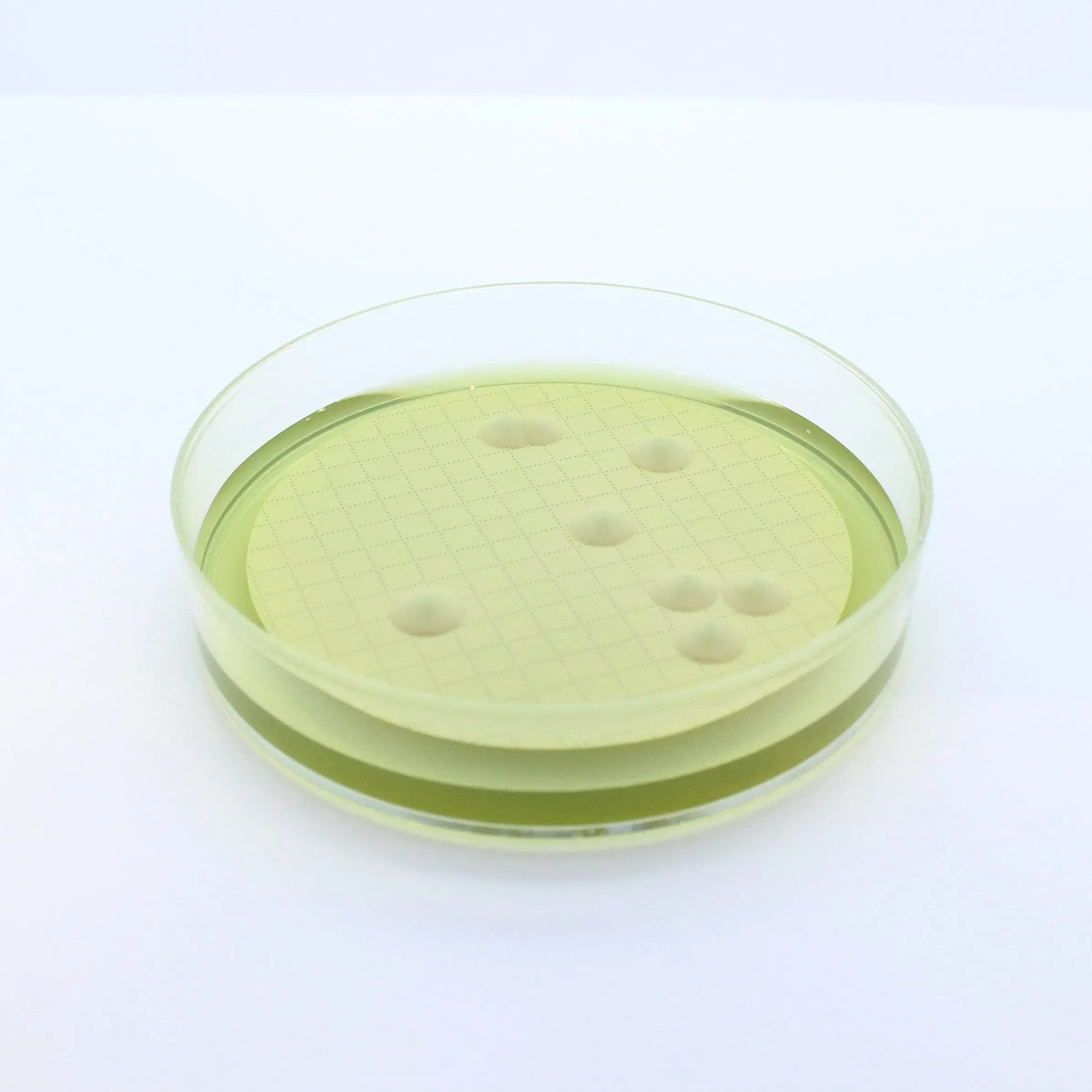 Liofilchem Easy Dry M-Green Yeast & Mold 87511