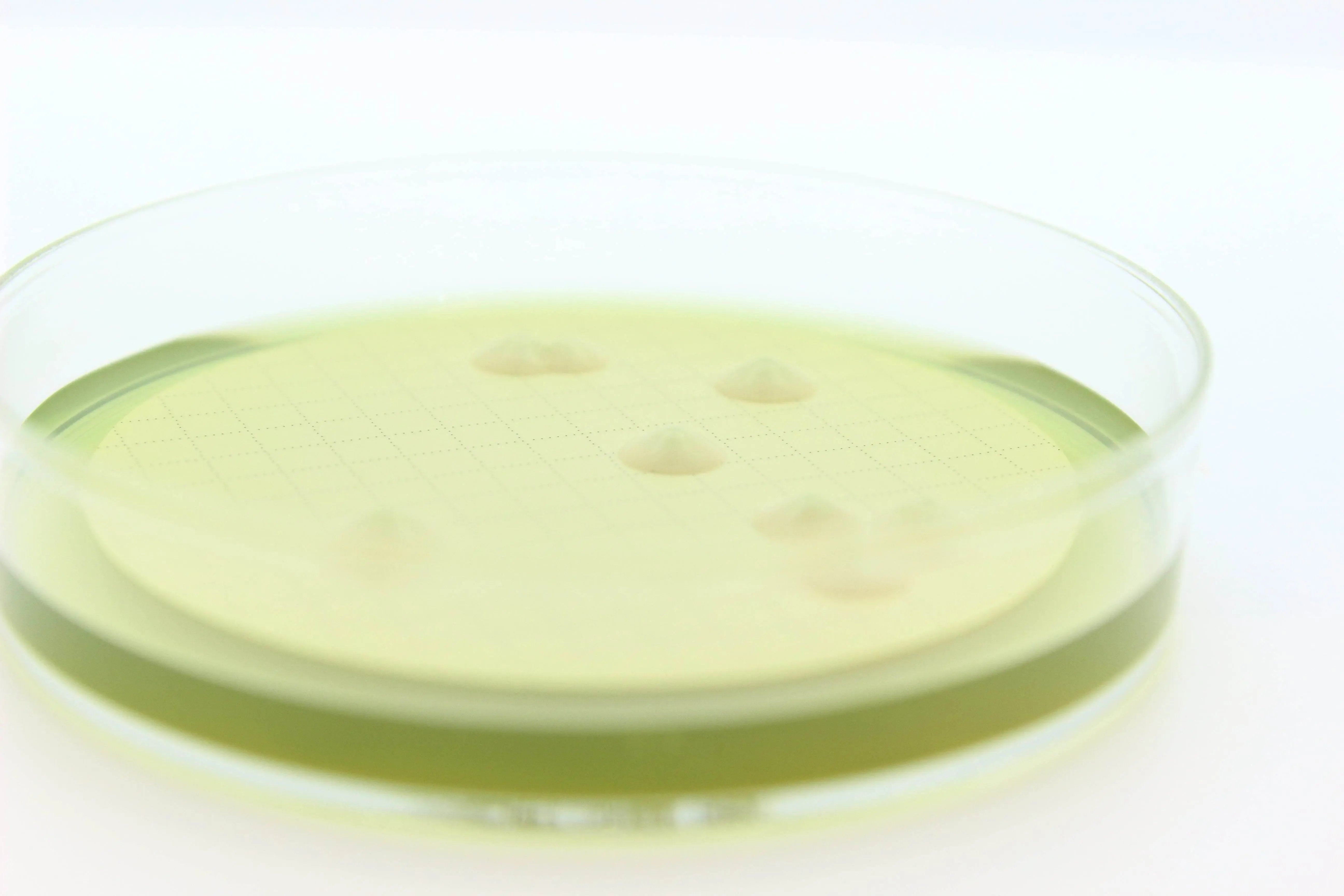 Liofilchem Easy Dry M-Green Yeast & Mold 87511