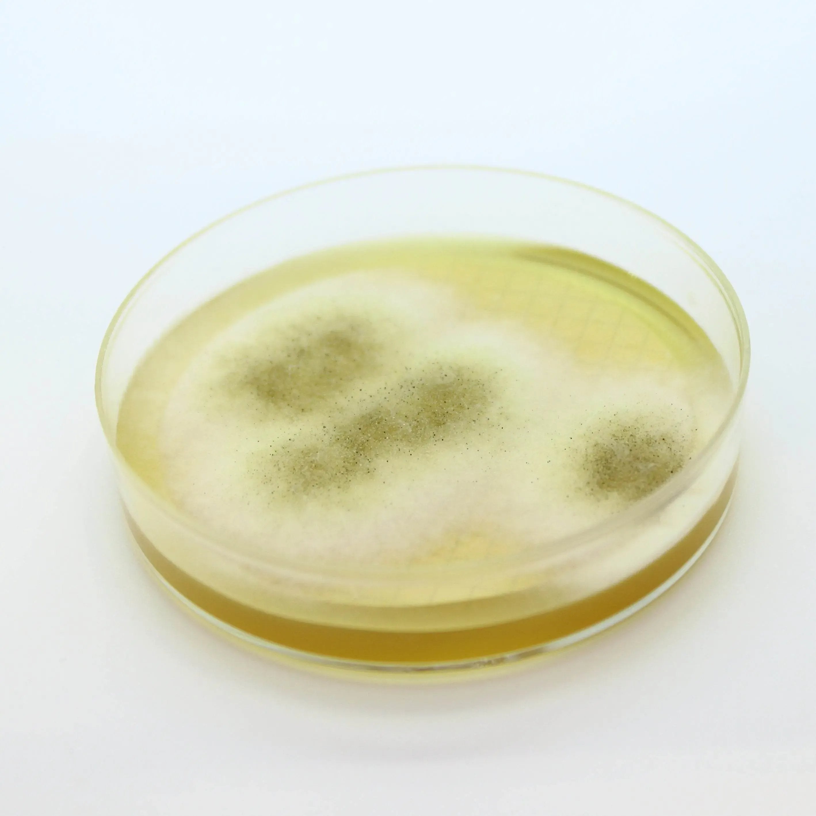 Liofilchem Easy Dry M-Green Yeast & Mold 87511