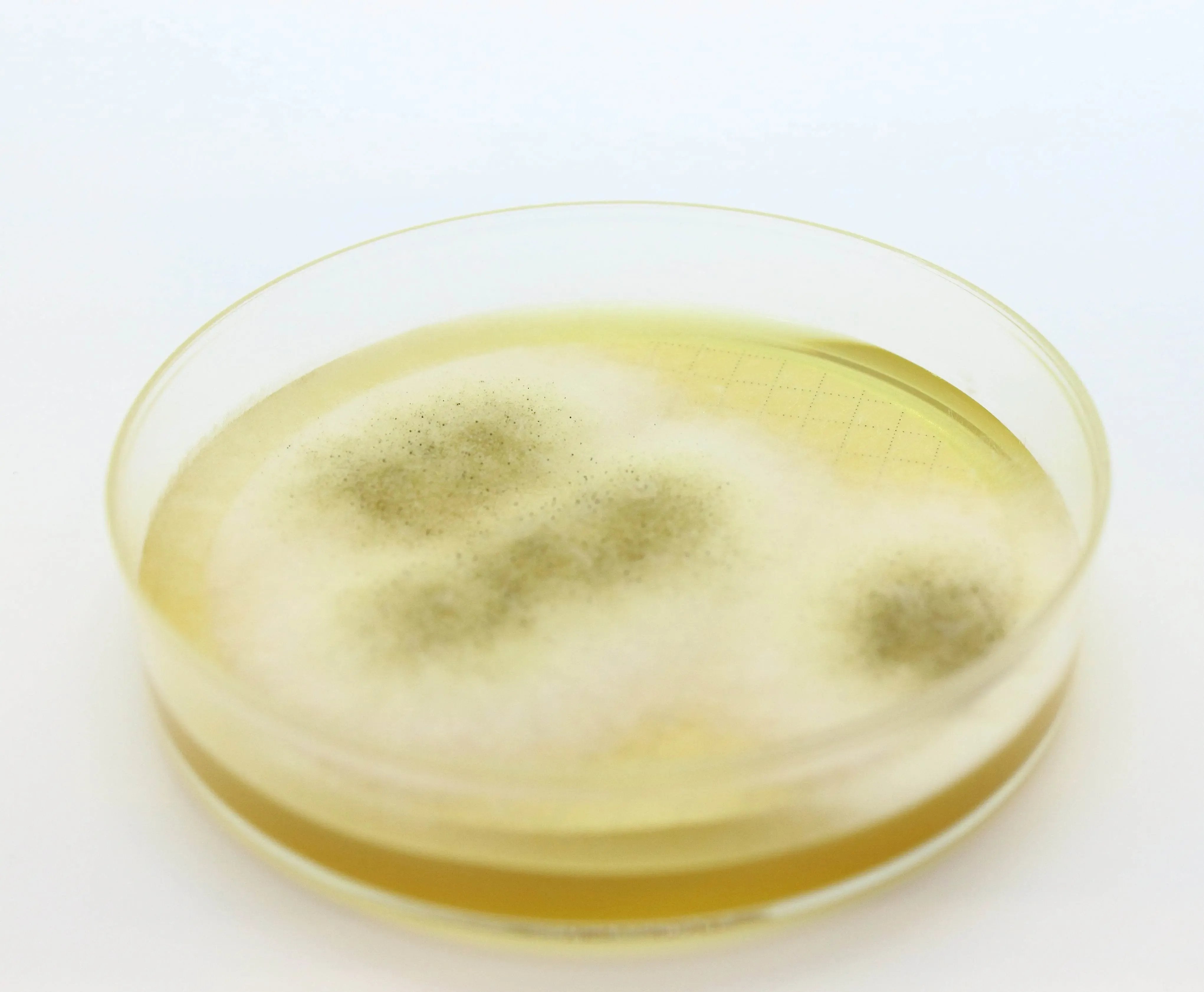 Liofilchem Easy Dry M-Green Yeast & Mold 87511