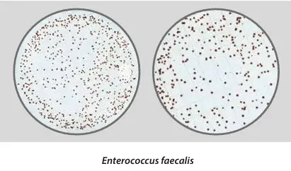 Liofilchem Easy Dry Streptococcal KF + TTC 87509