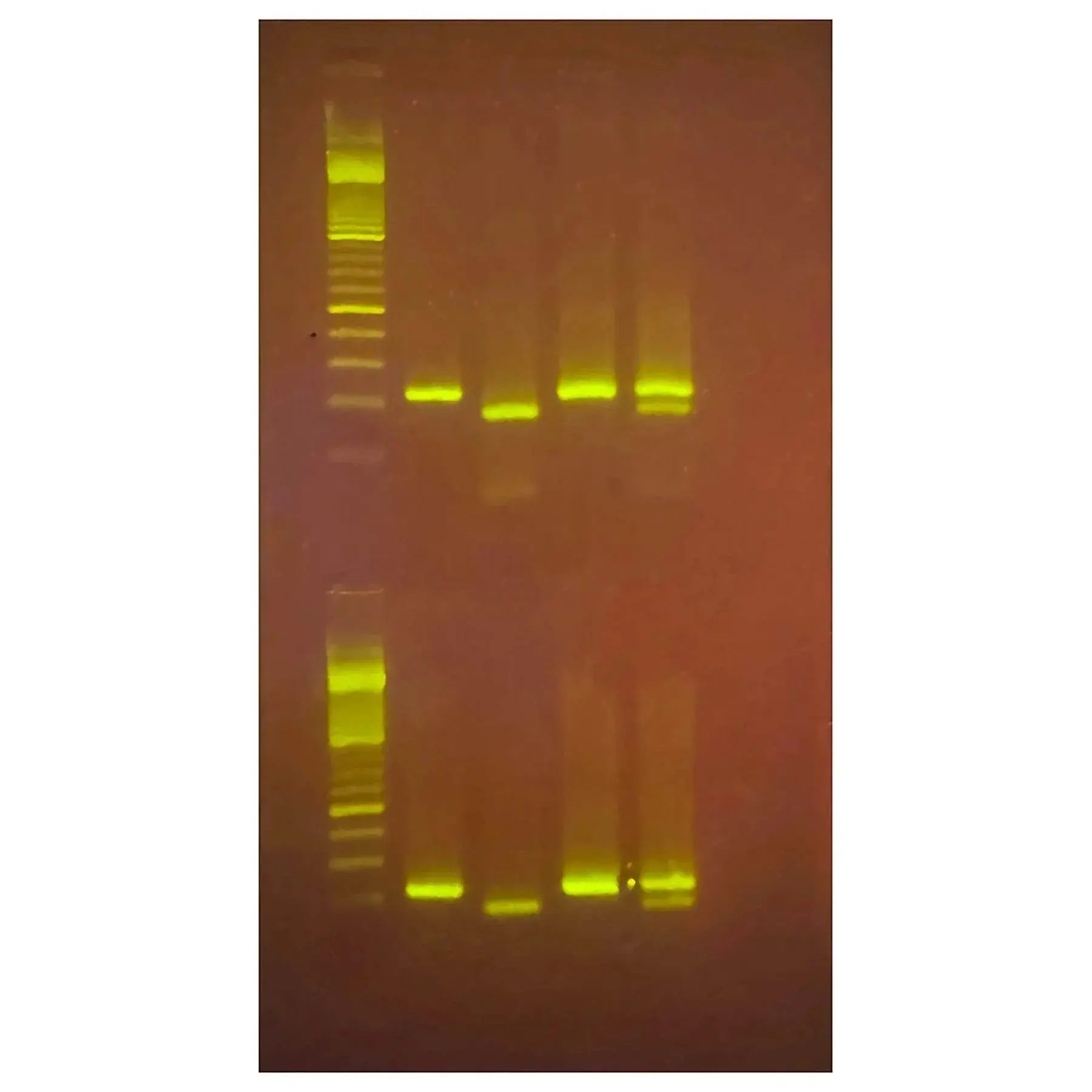 EDVOTEK Biotech Education UNIT Exploring the Genetics of Taste: SNP Analysis of the PTC Gene Using PCR