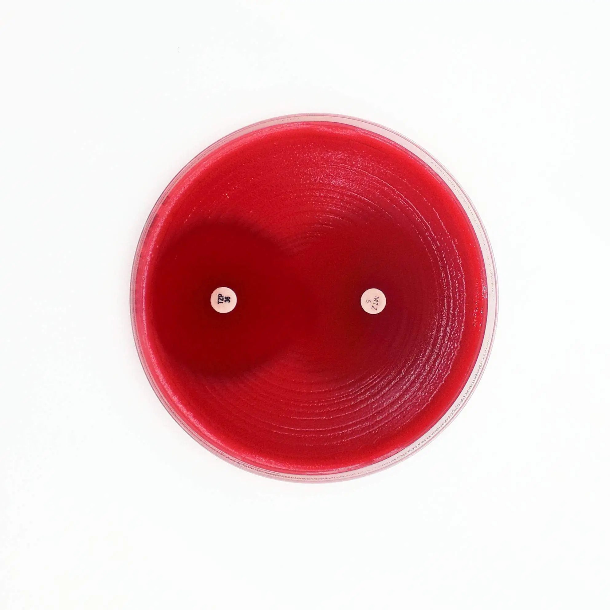 Liofilchem Fastidious Anaerobe Agar Culture Media 10062