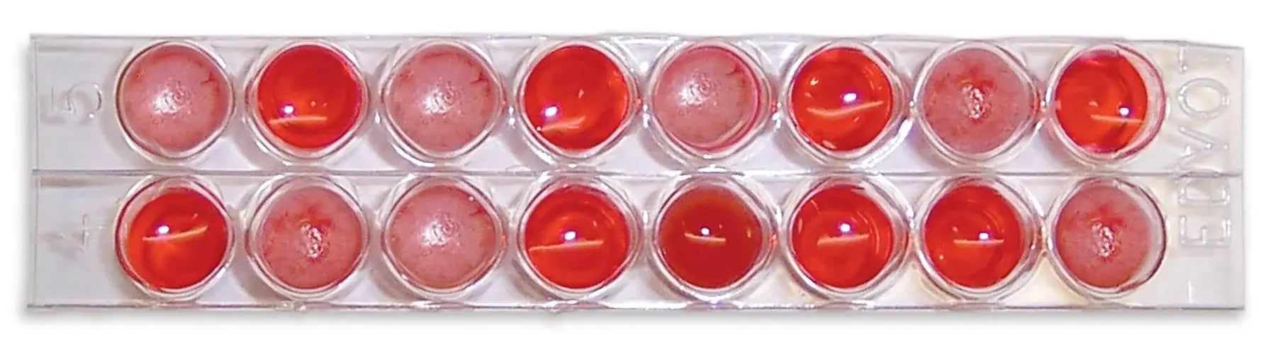 EDVOTEK Biotech Education UNIT Forensic Blood Typing