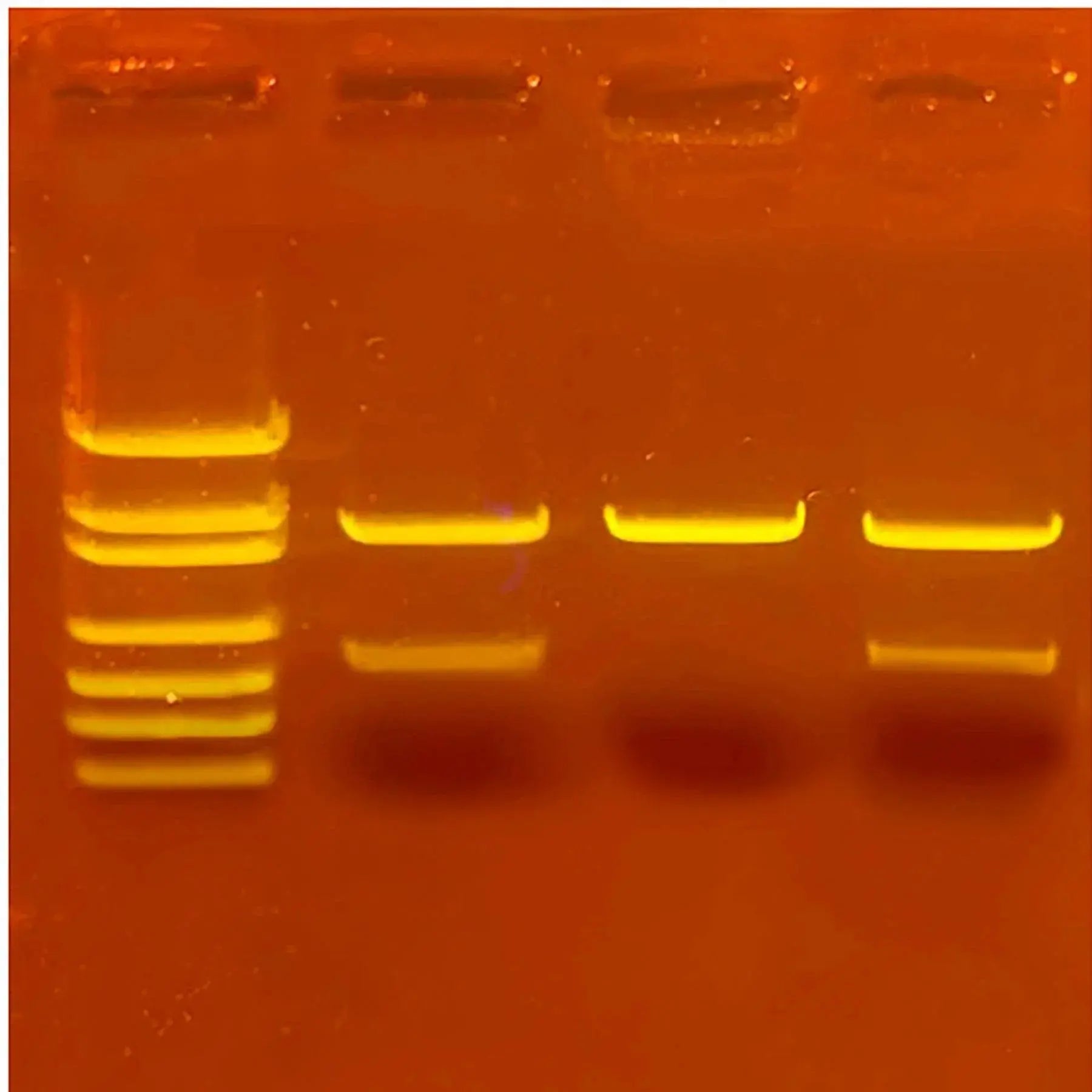 EDVOTEK Biotech Education UNIT Forensic Escape Room: Design Your Own Biotech Adventure
