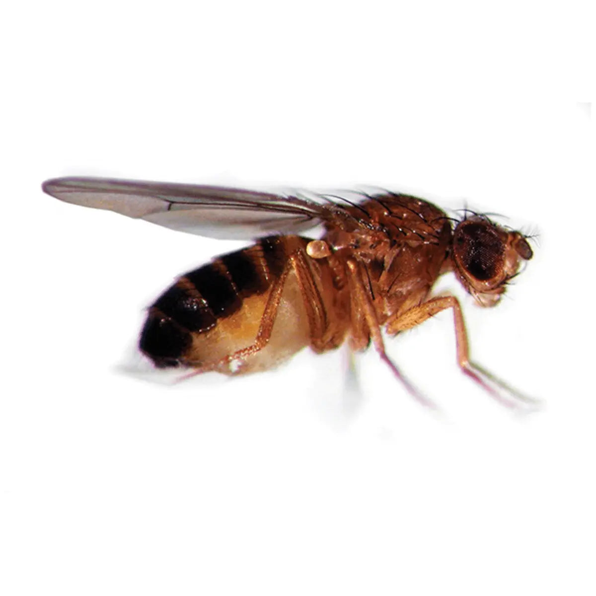 EDVOTEK Biotech Education UNIT Fruit Fly Behavior