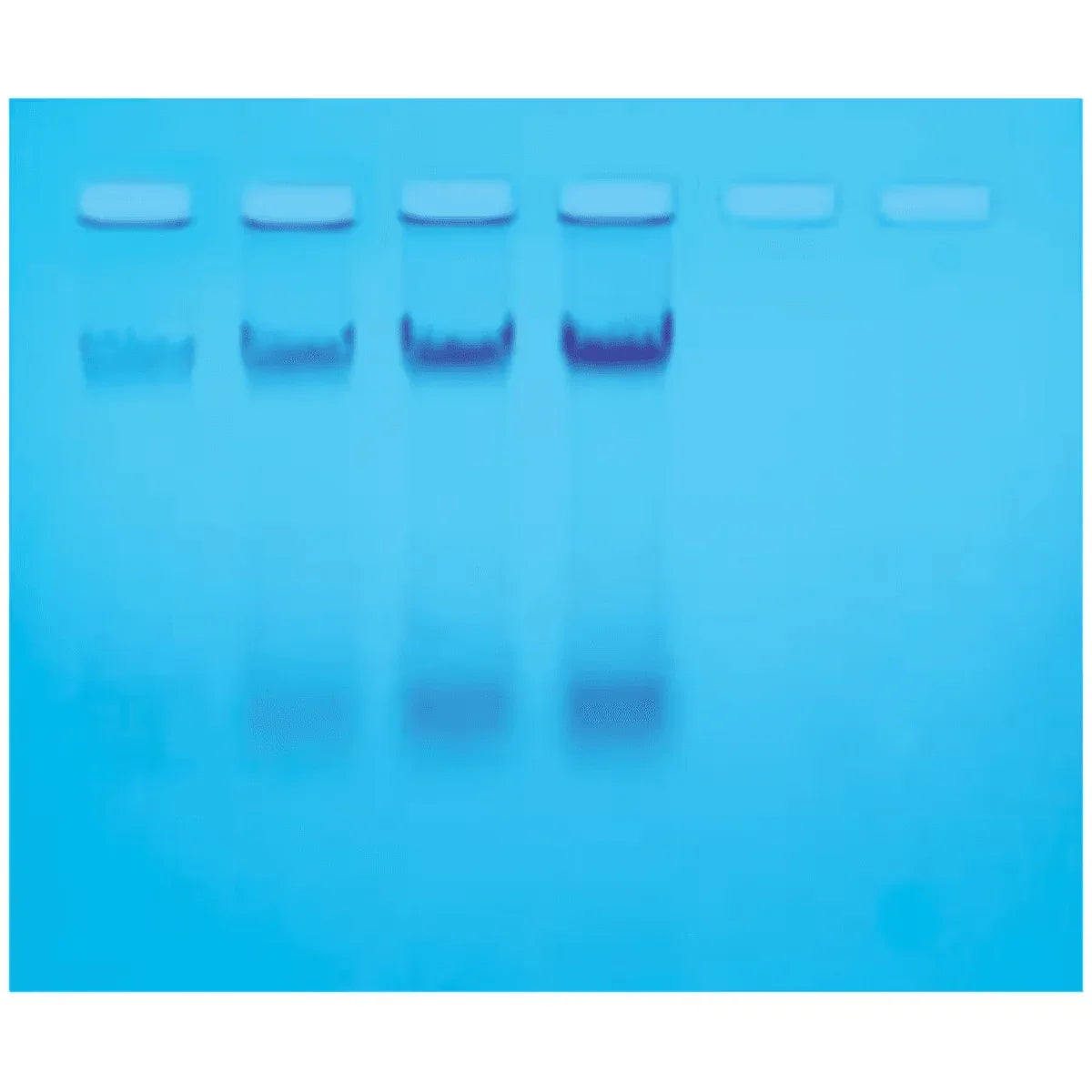 Isolation of E. coli Chromosomal DNA - Kormay Biomedicals store