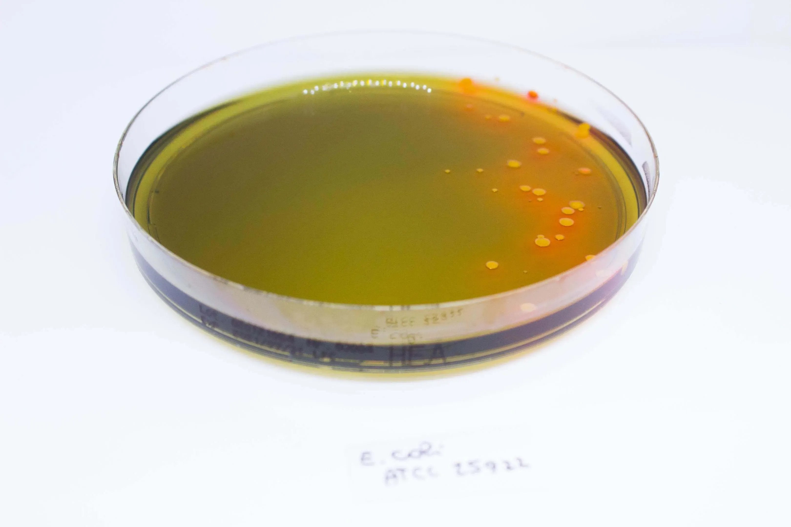 Liofilchem Hektoen Enteric Agar Culture Media 10043*