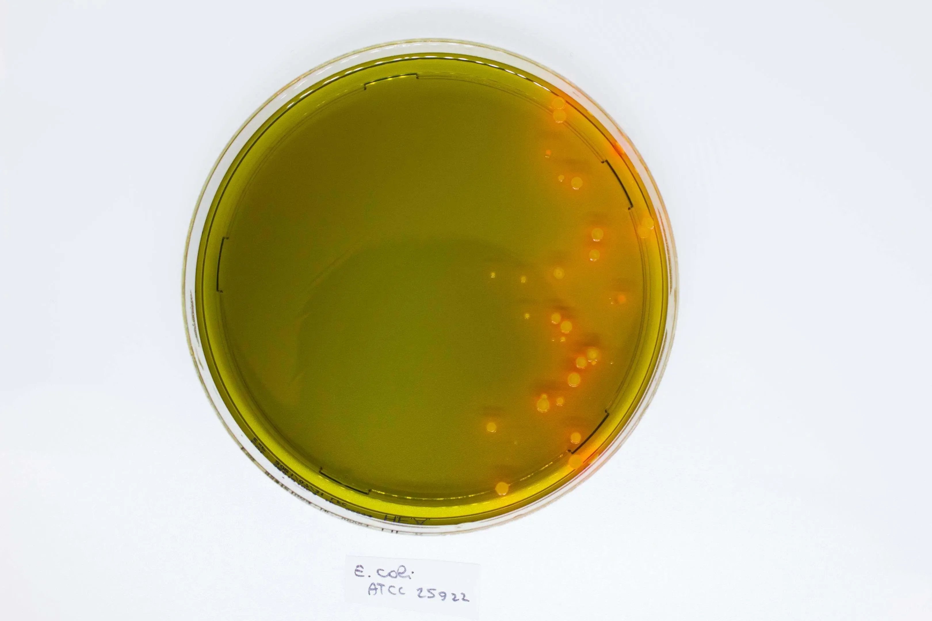 Liofilchem Hektoen Enteric Agar Culture Media 10043*